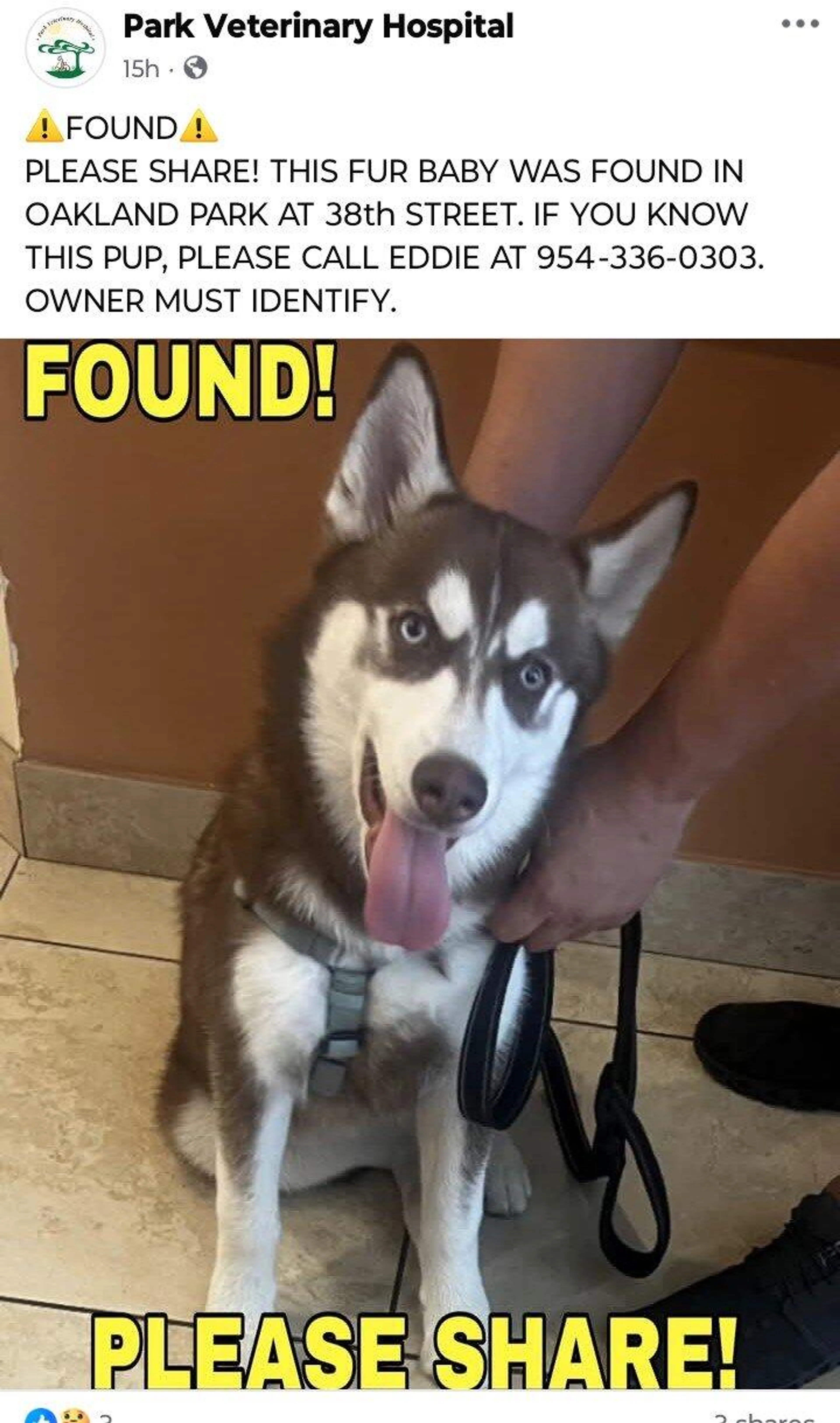 Found pet