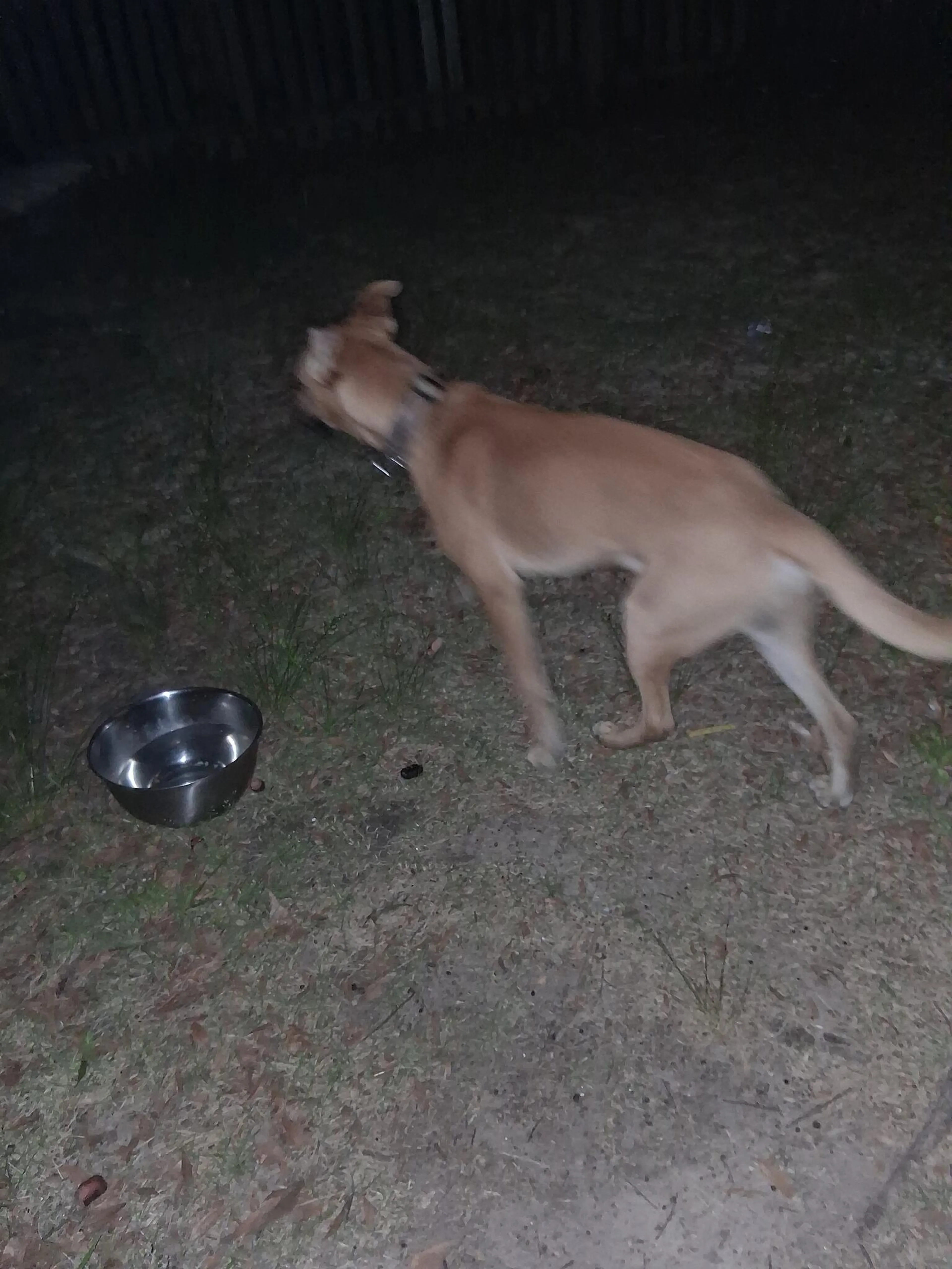 Found pet
