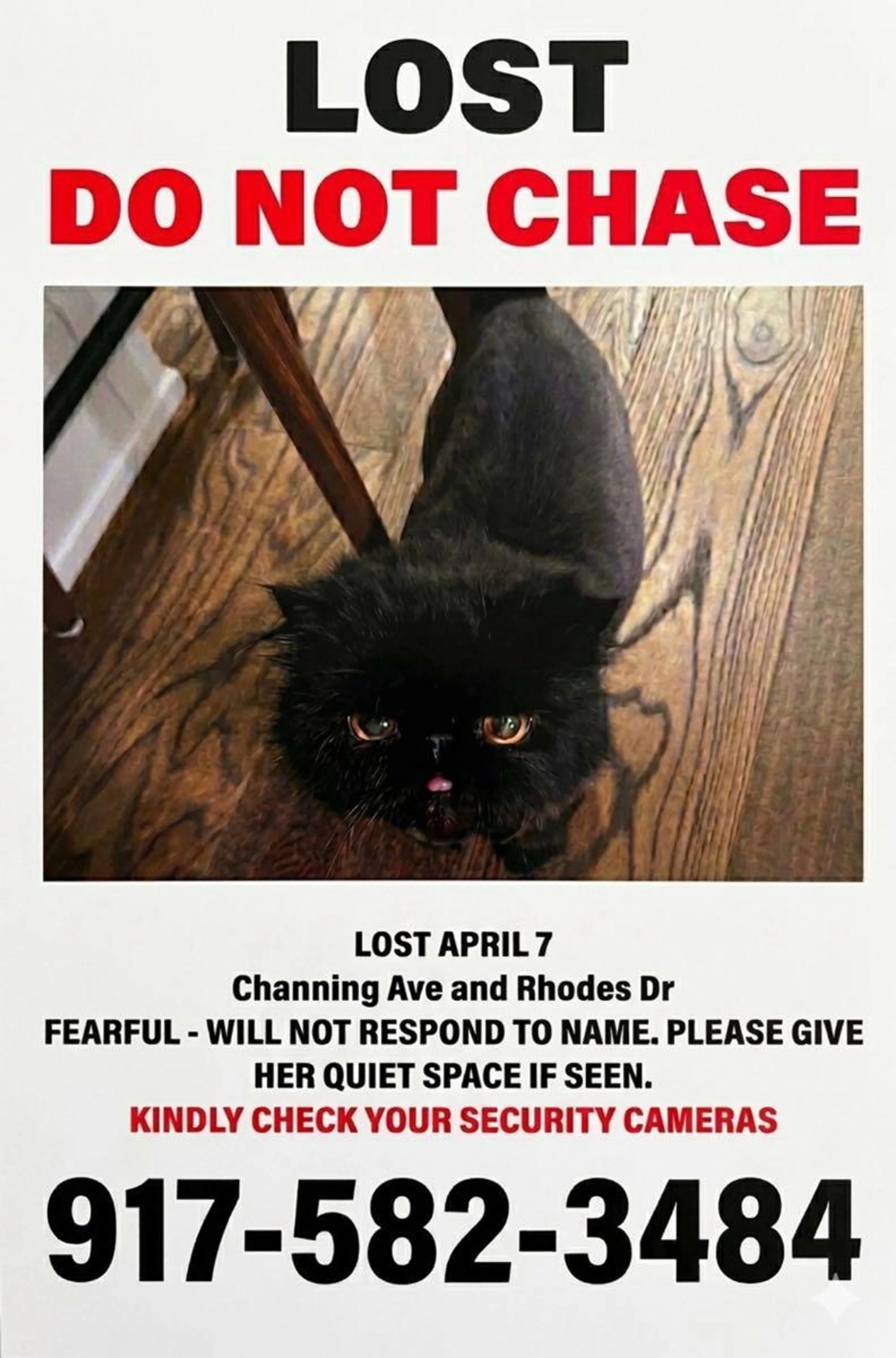 Found pet