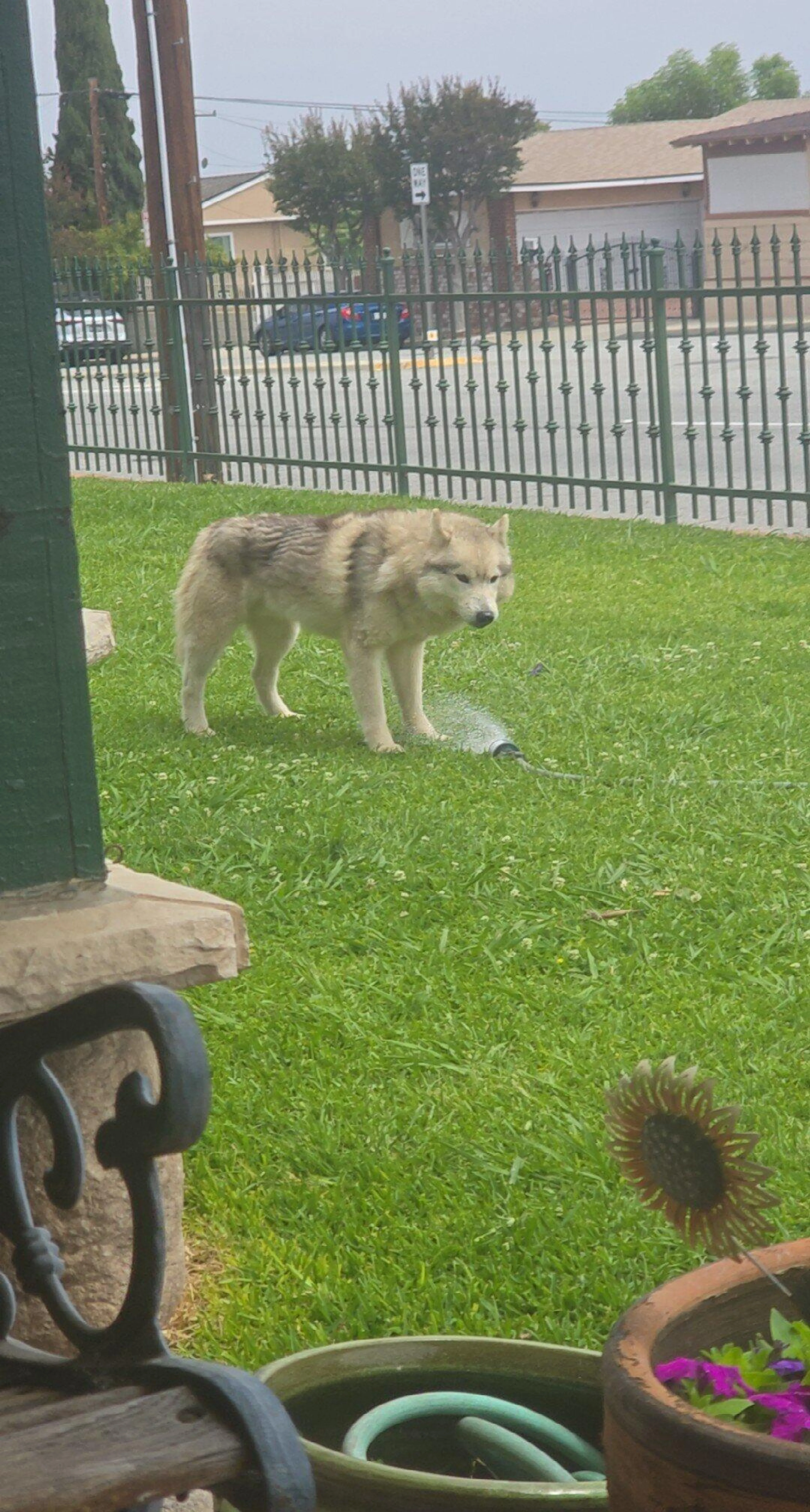 Found pet