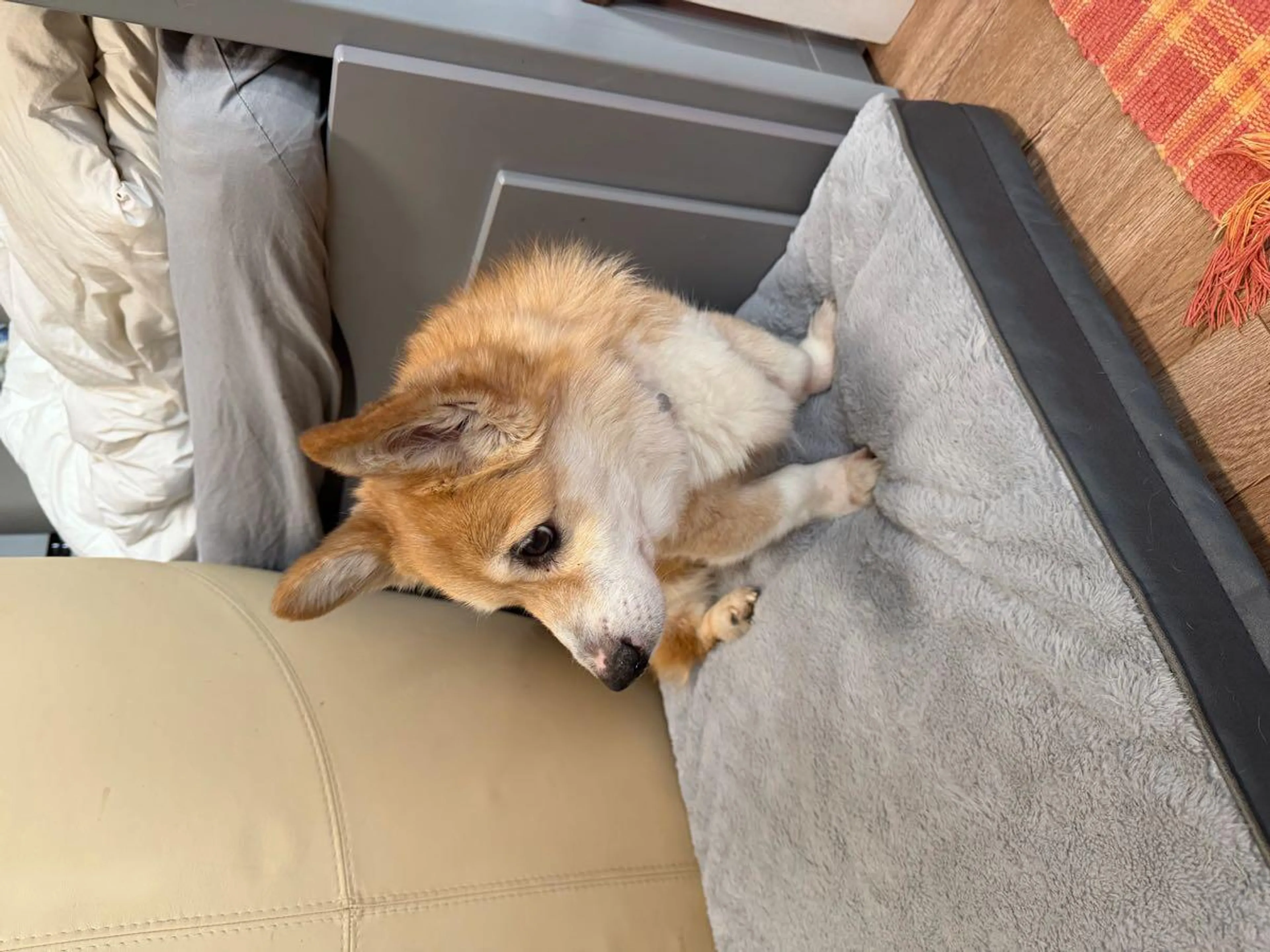 Found pet