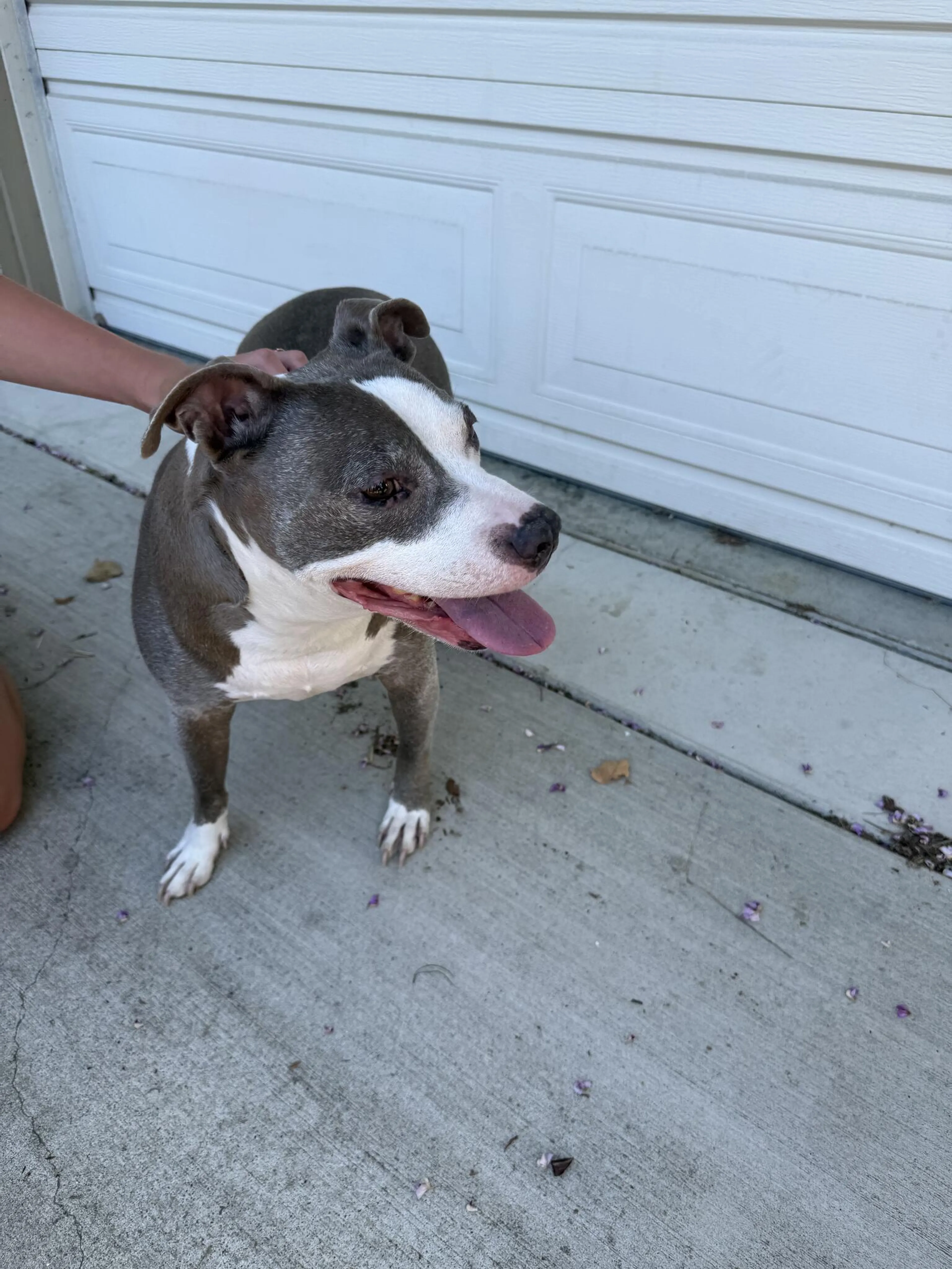 Lost pet