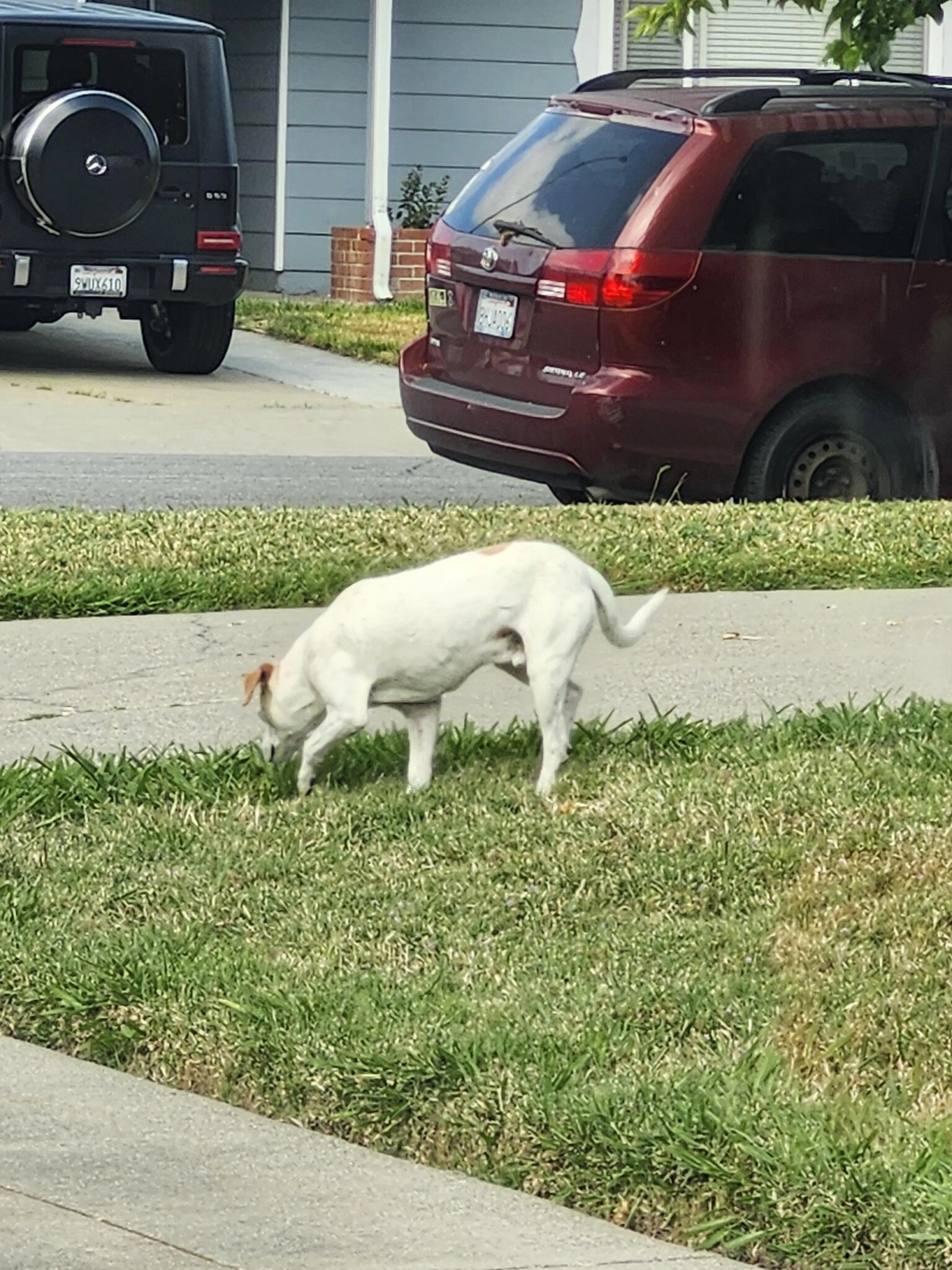 Found pet