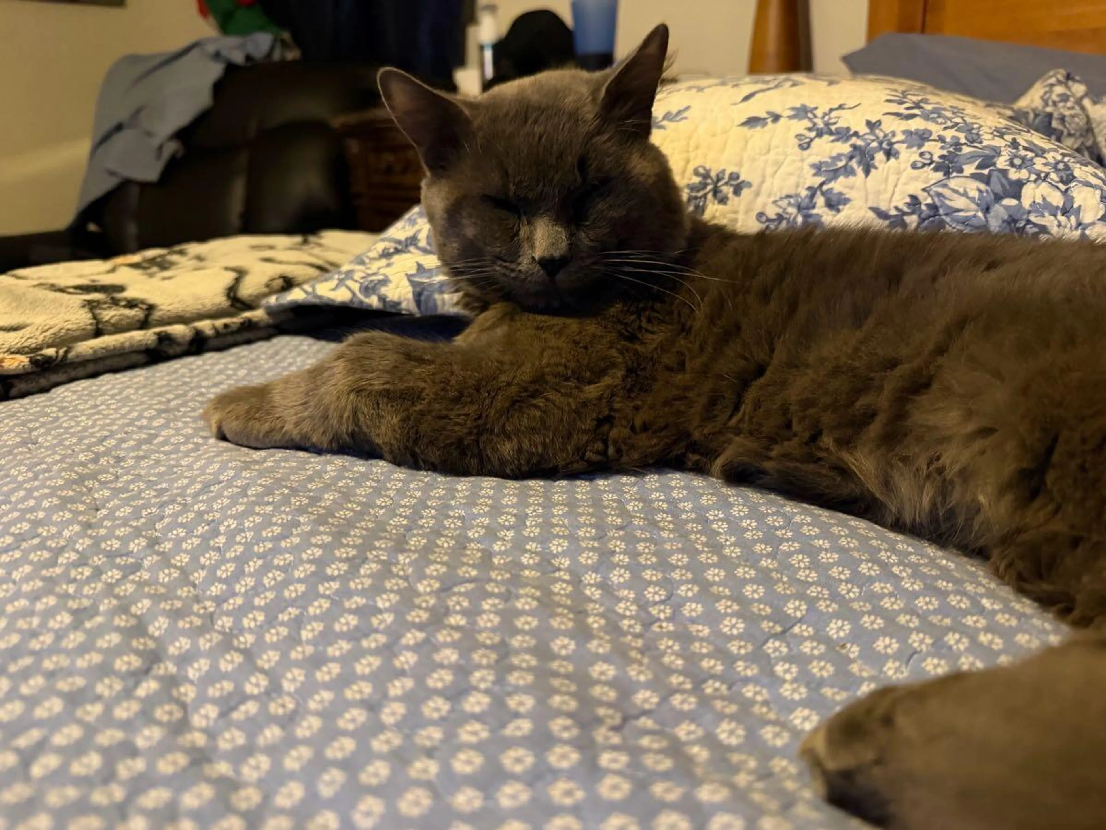 Lost pet