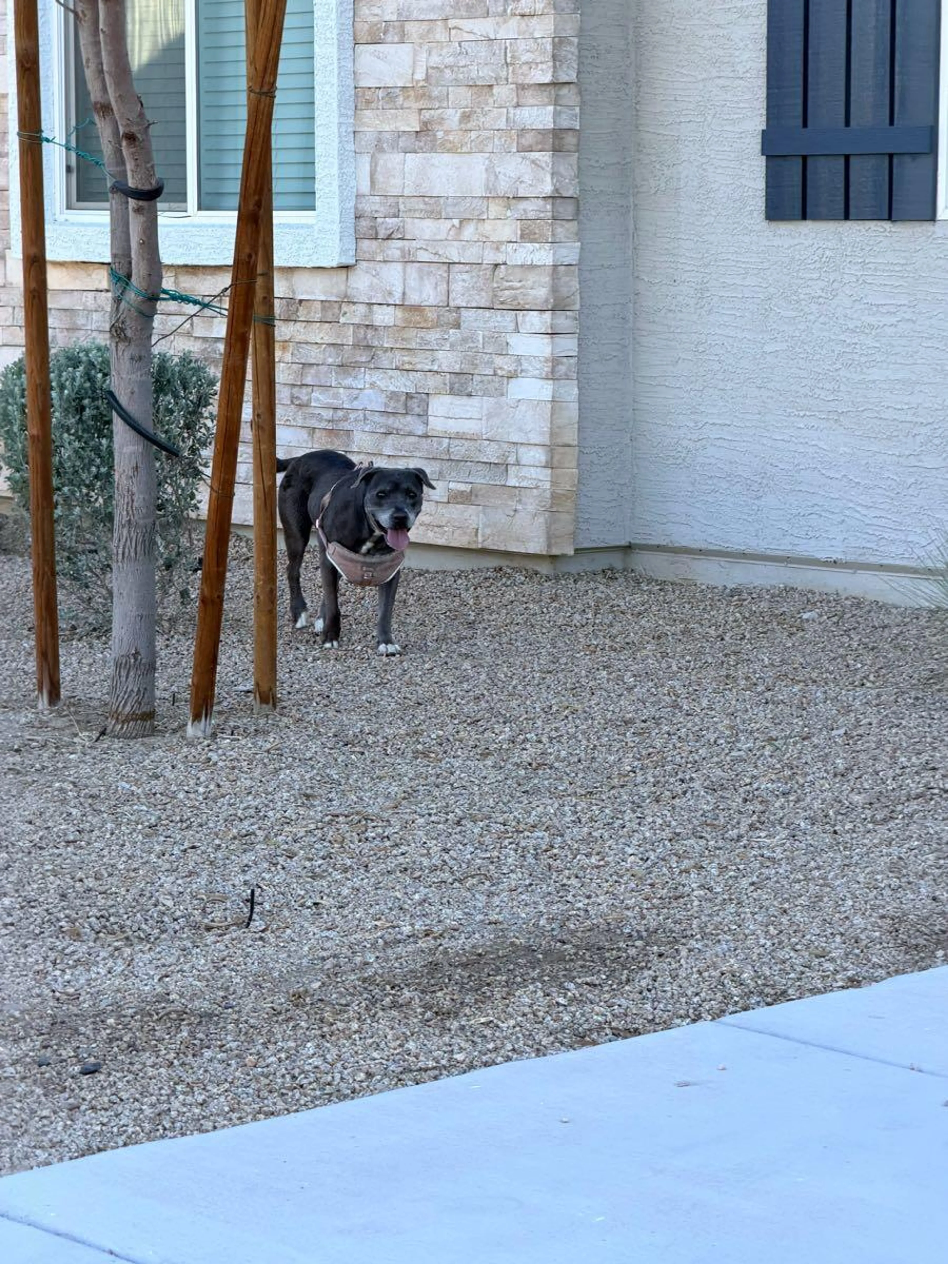 Found pet