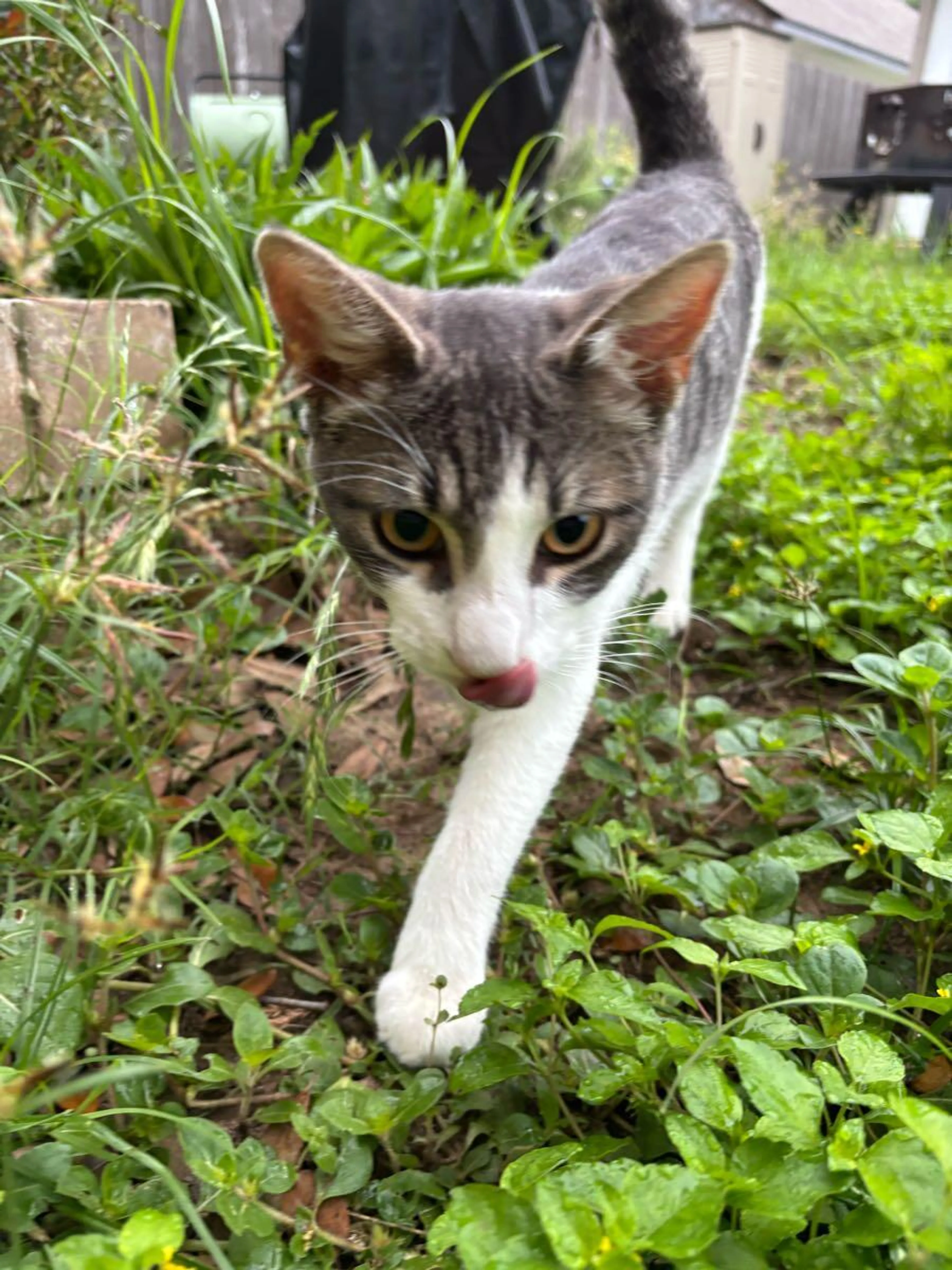 Found pet