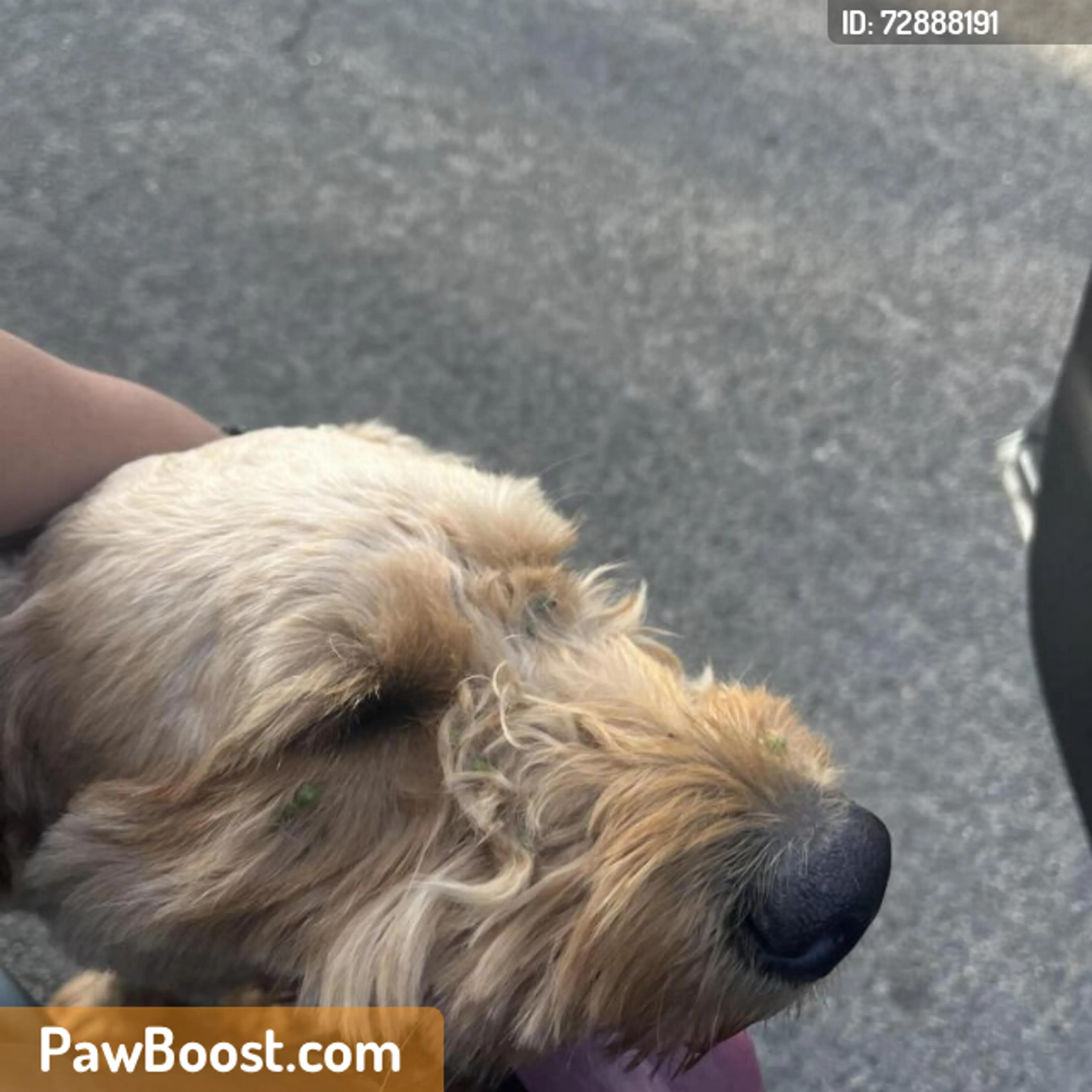 Found pet
