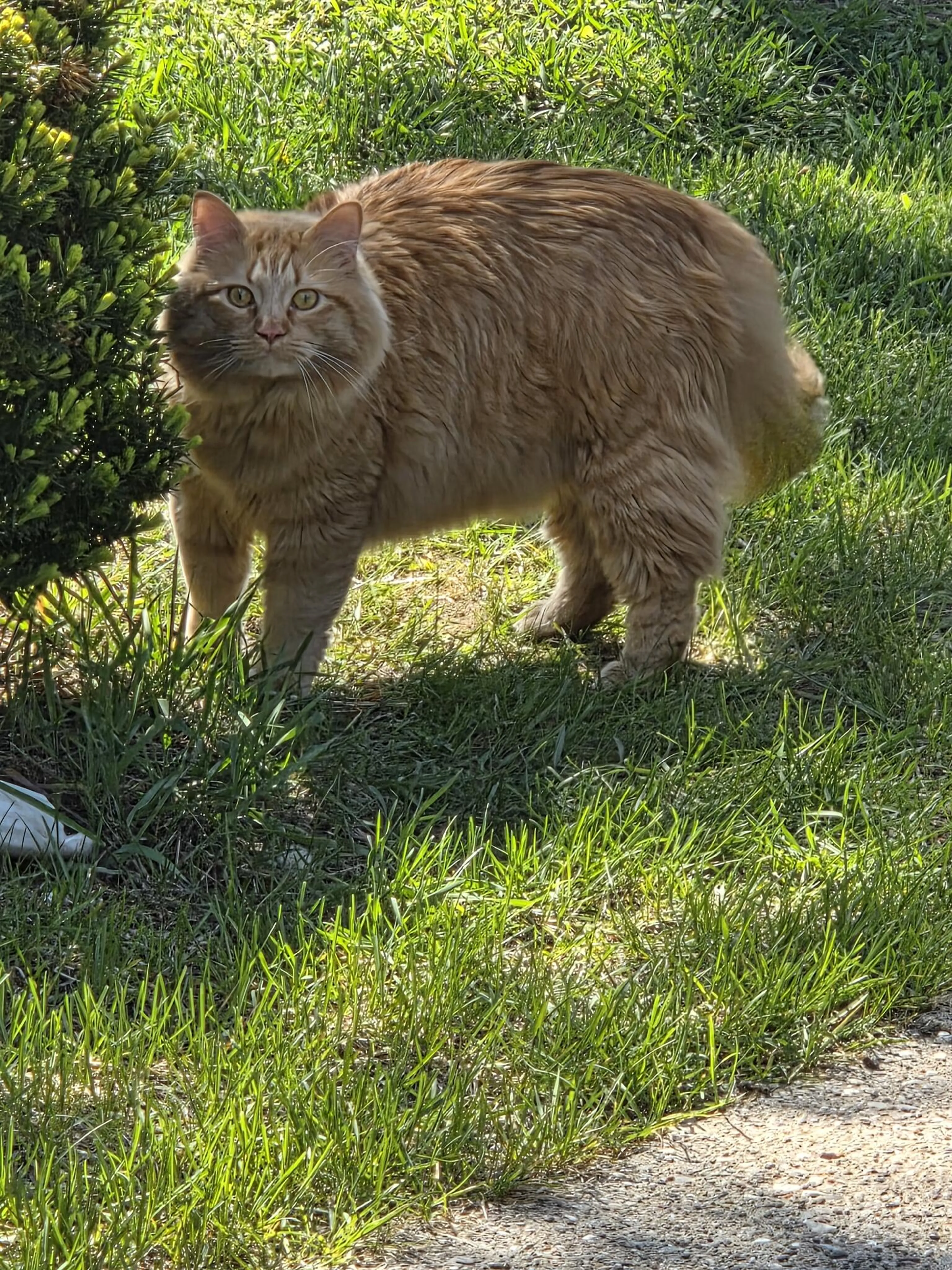 Found pet