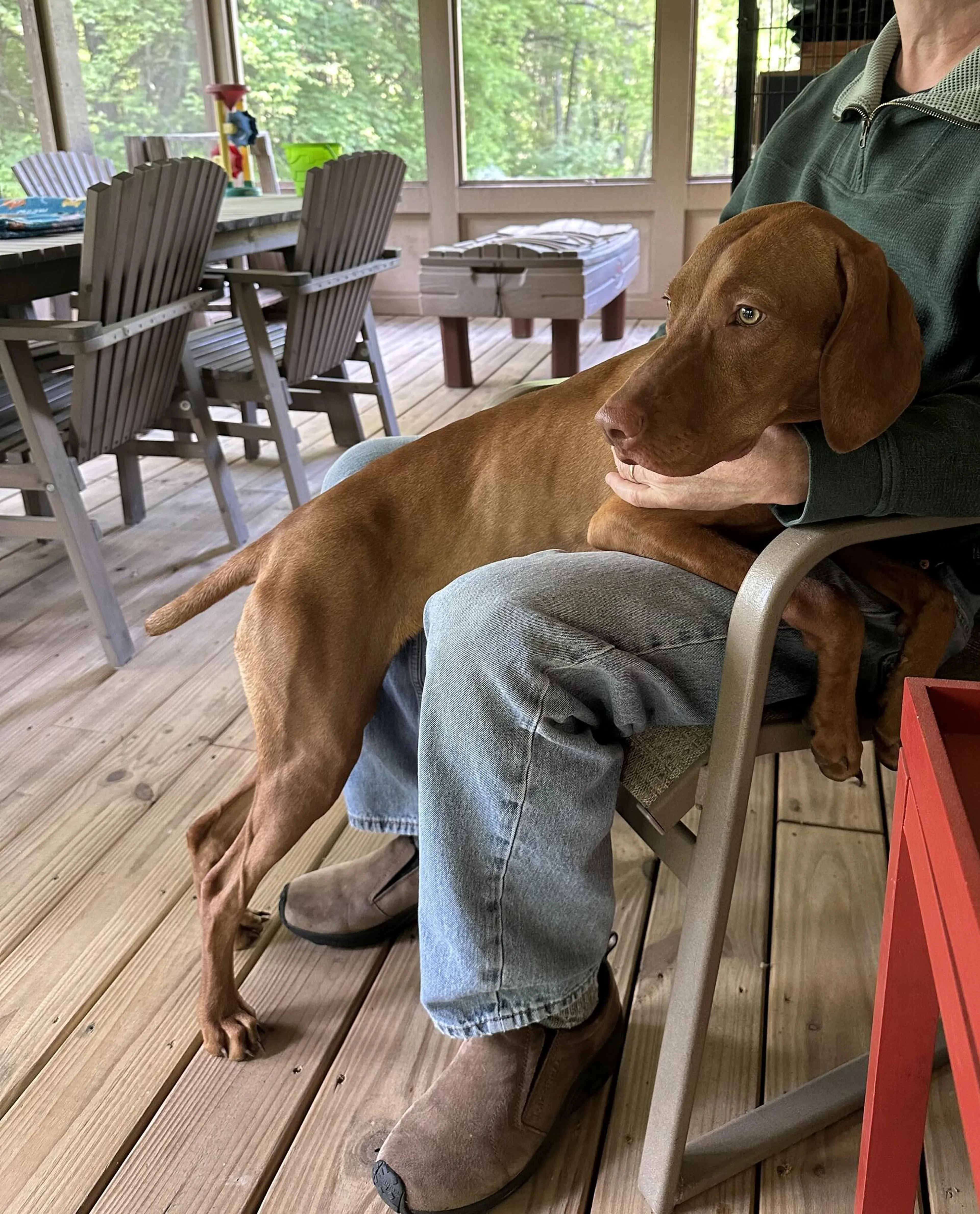 Found pet