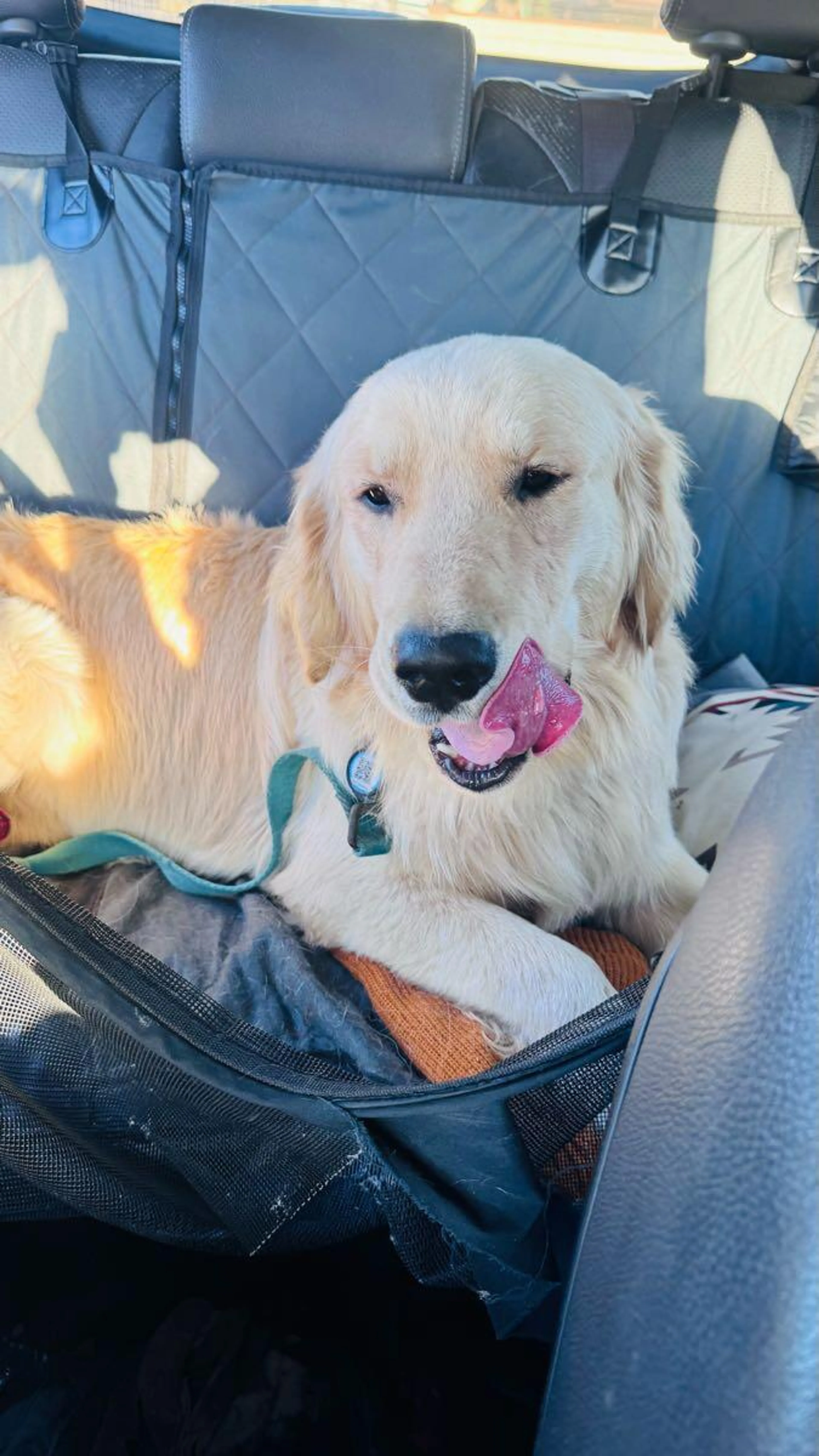 Found pet