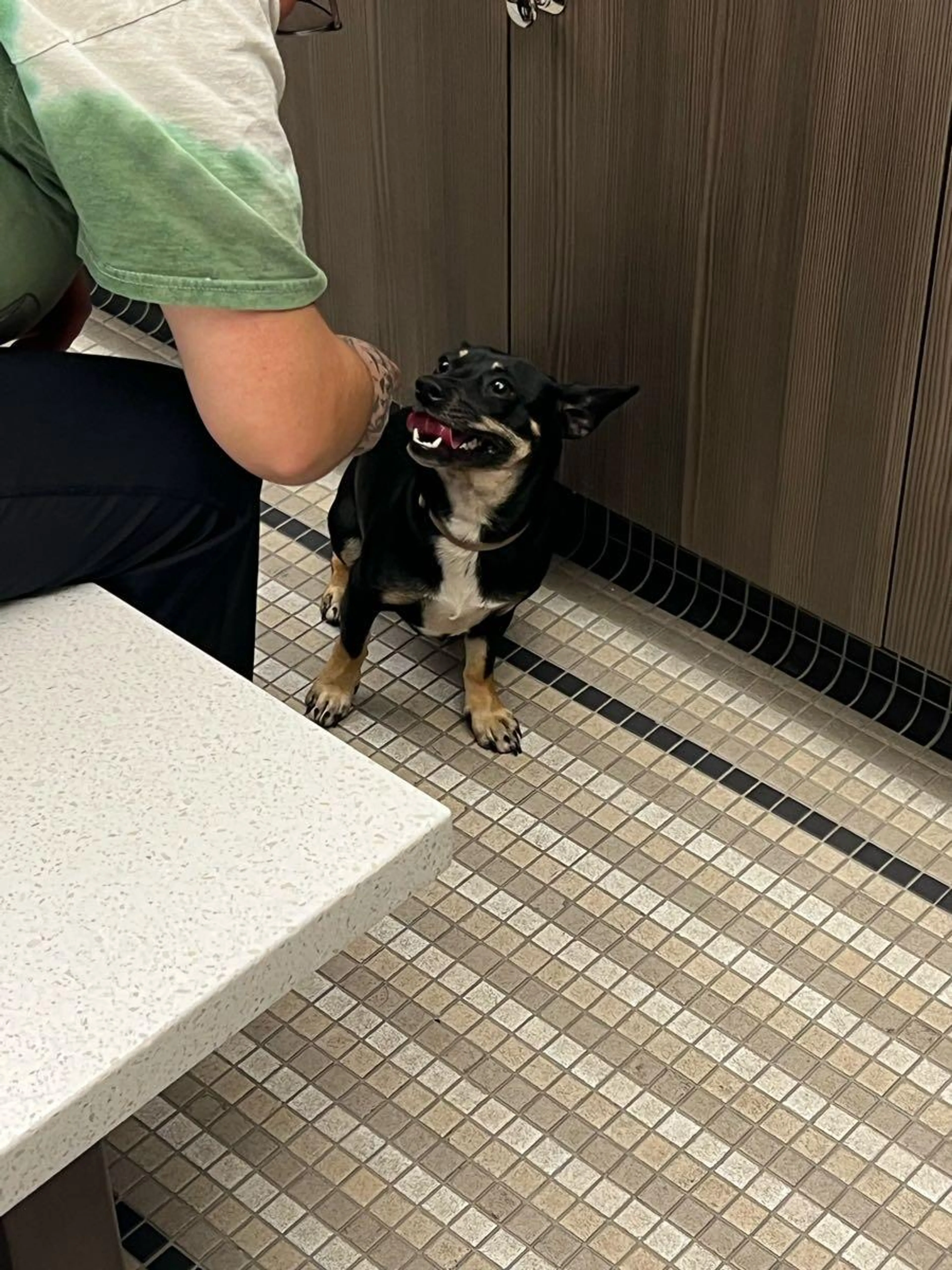 Found pet