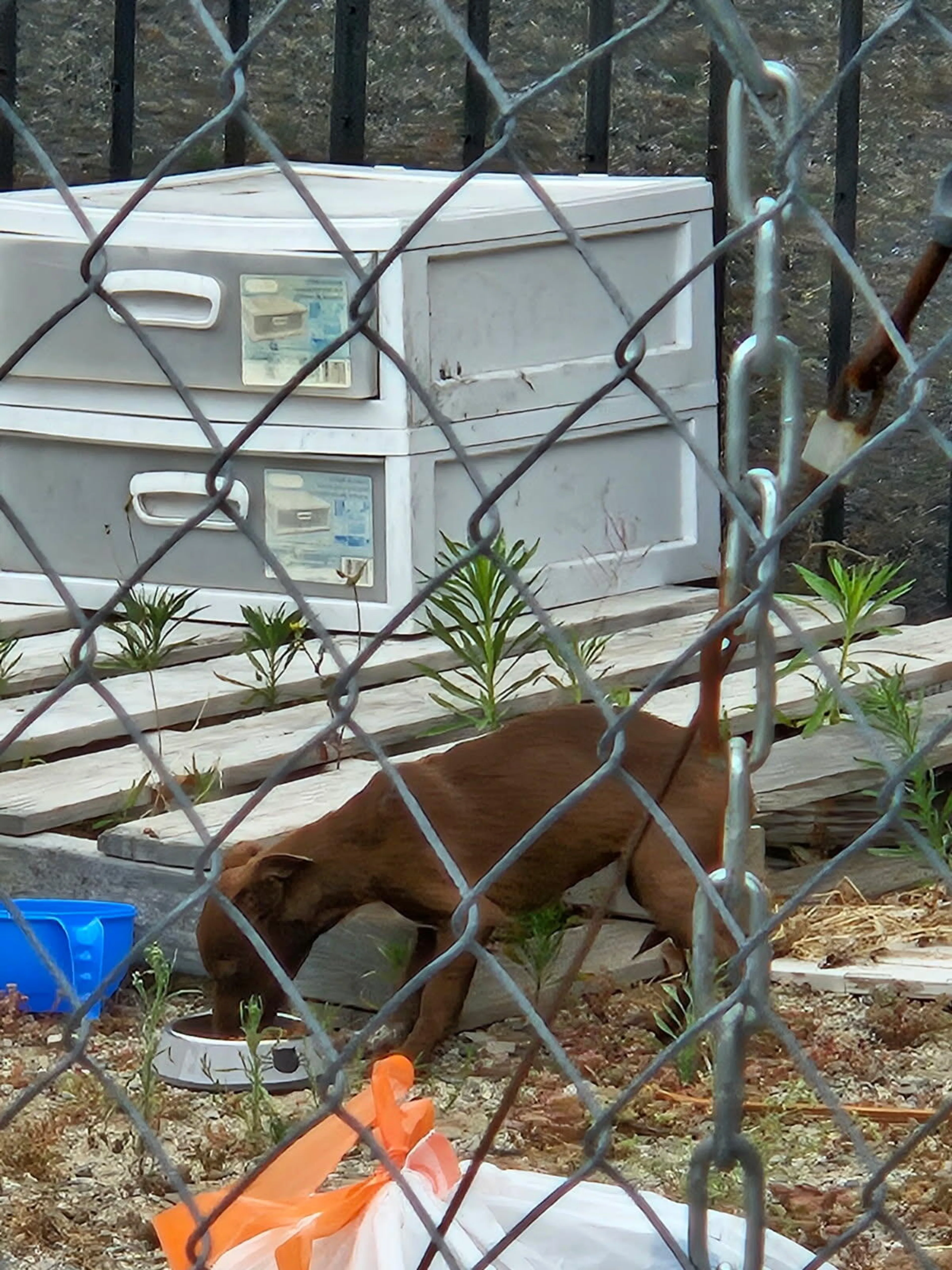Found pet