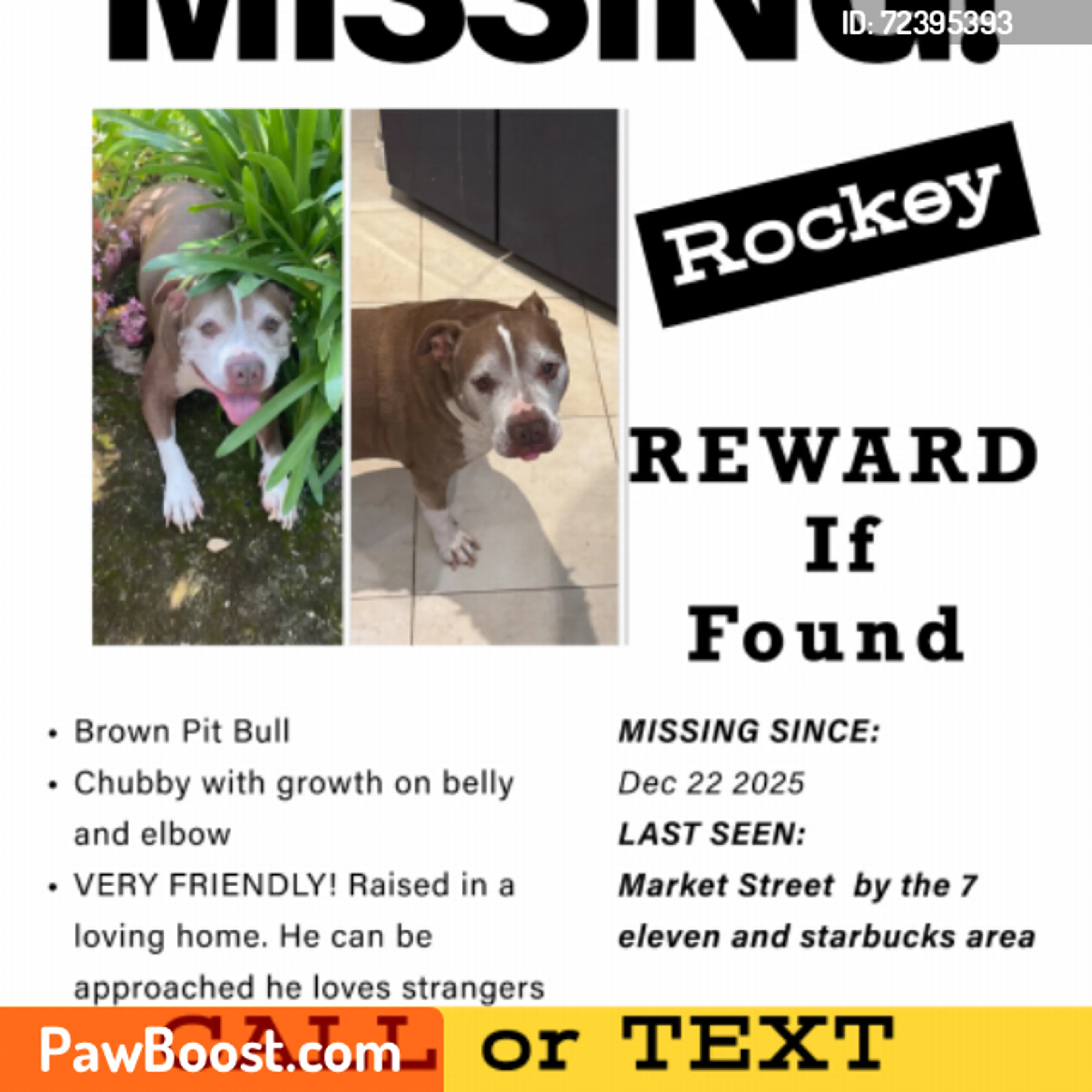 Lost pet