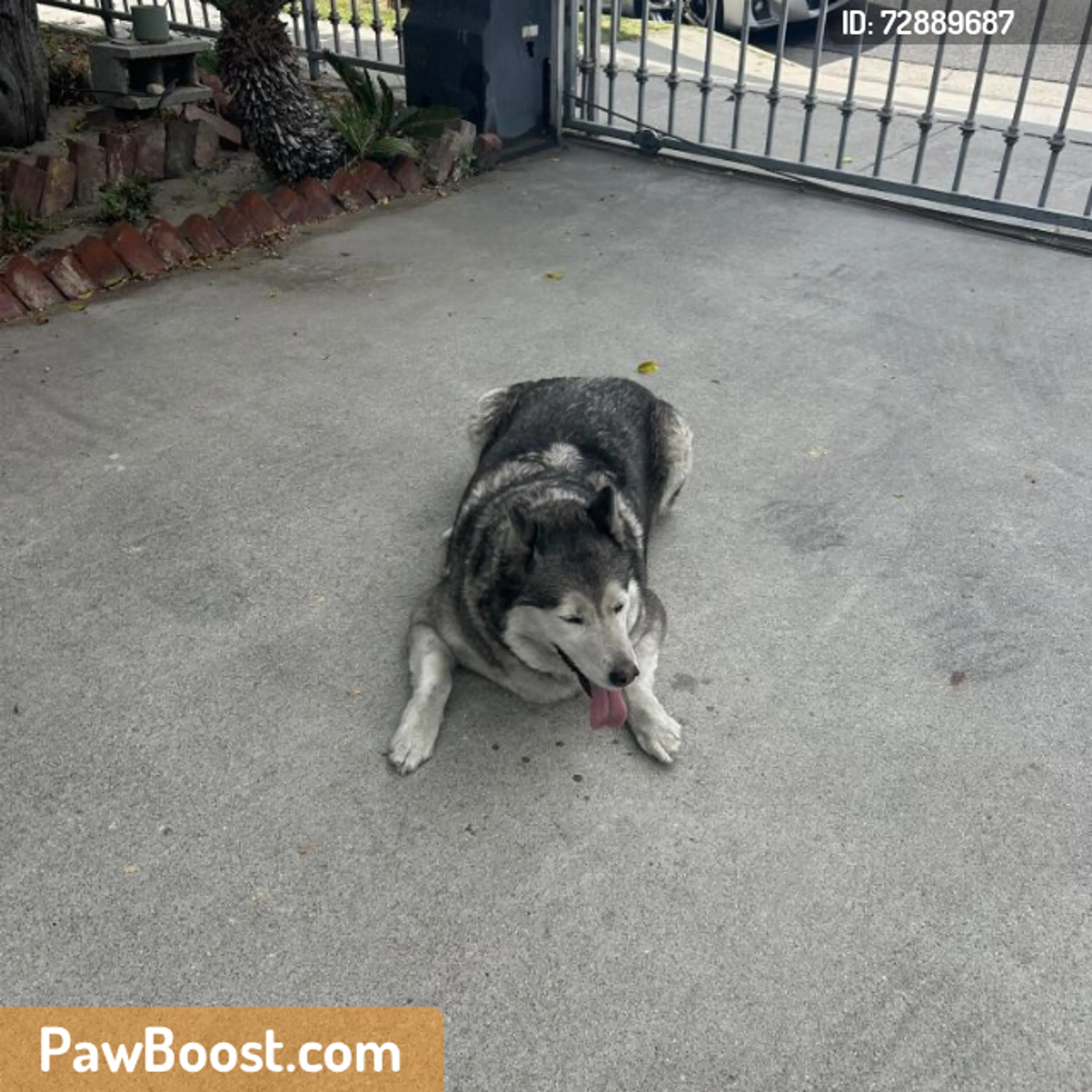 Found pet