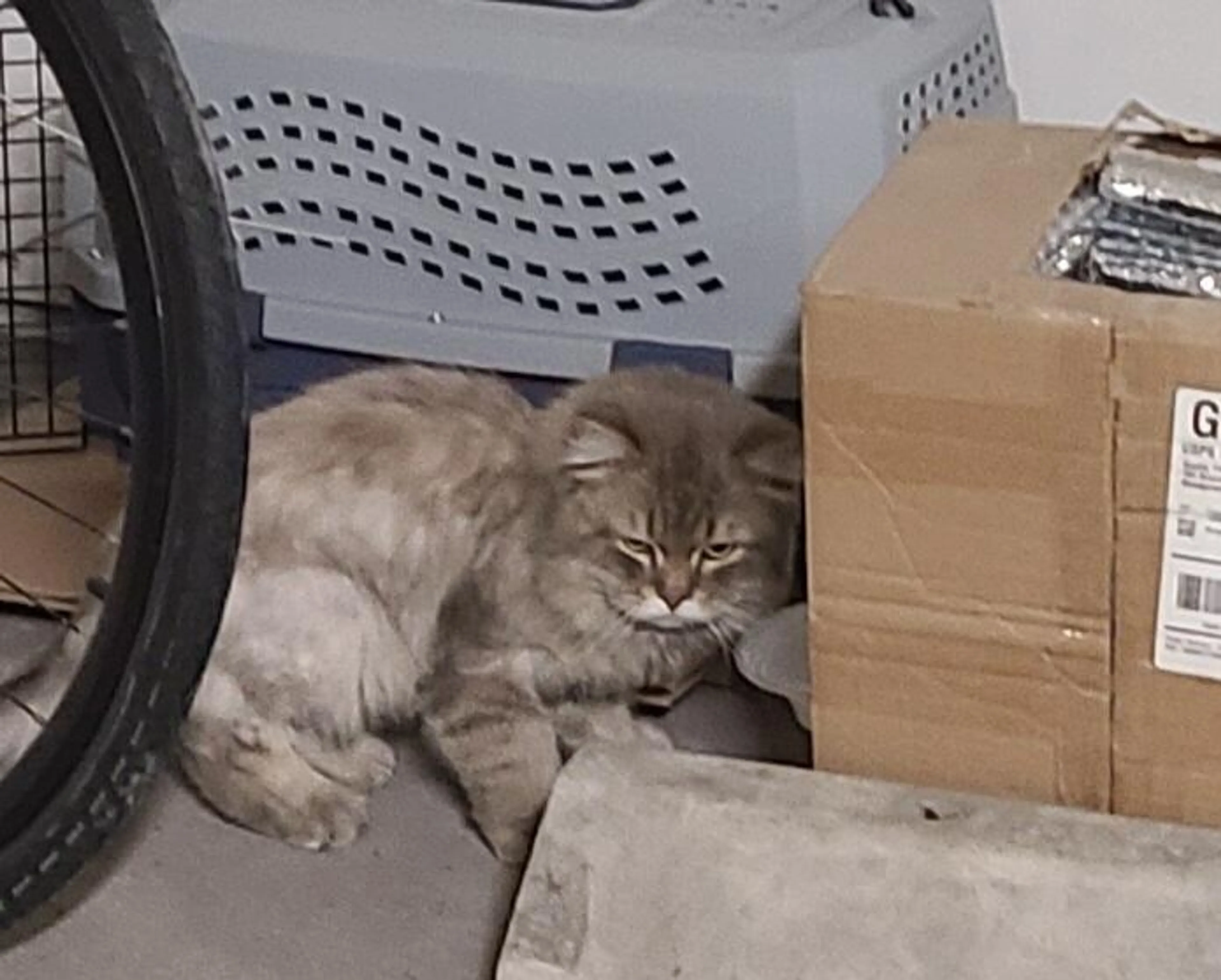 Found pet