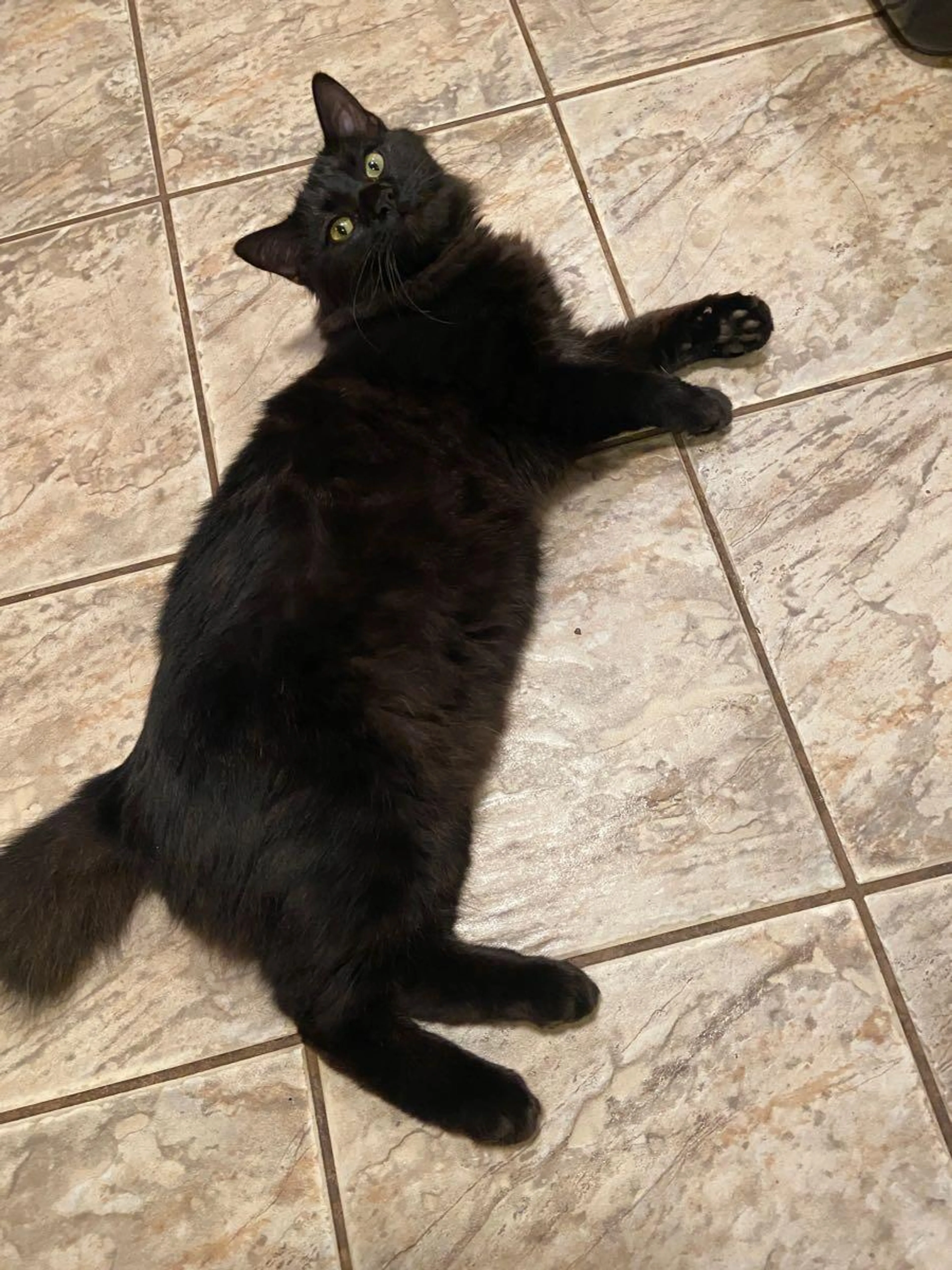 Lost pet