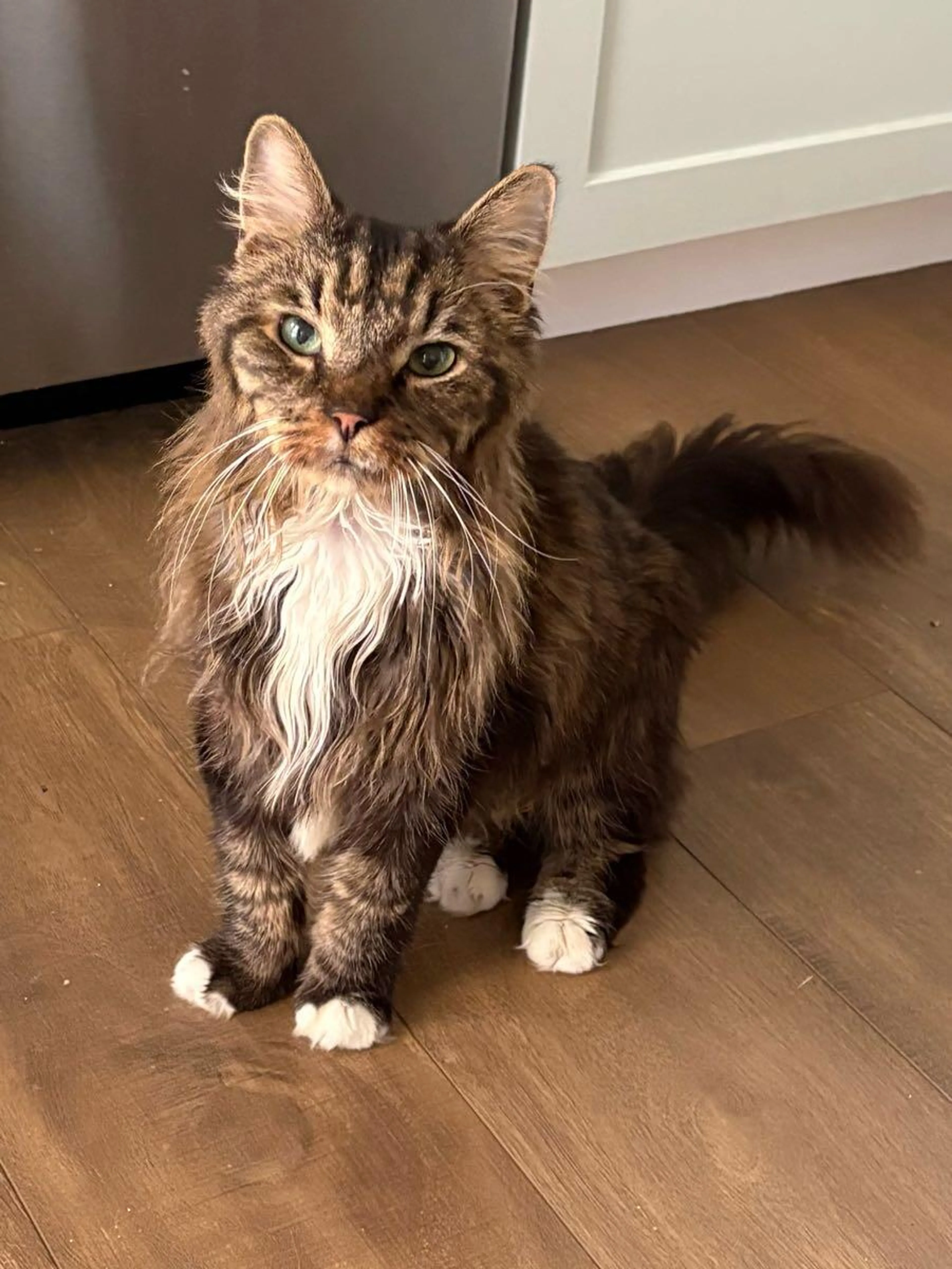 Found pet