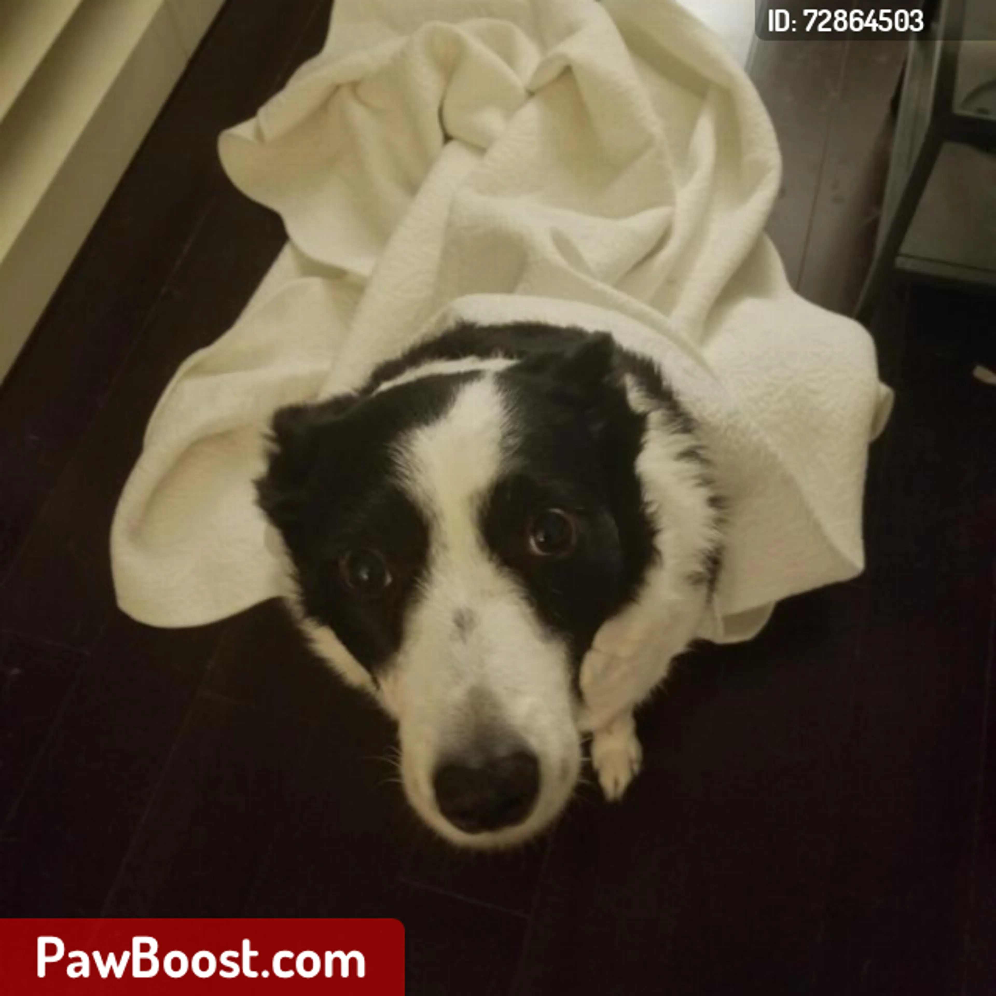 Lost pet