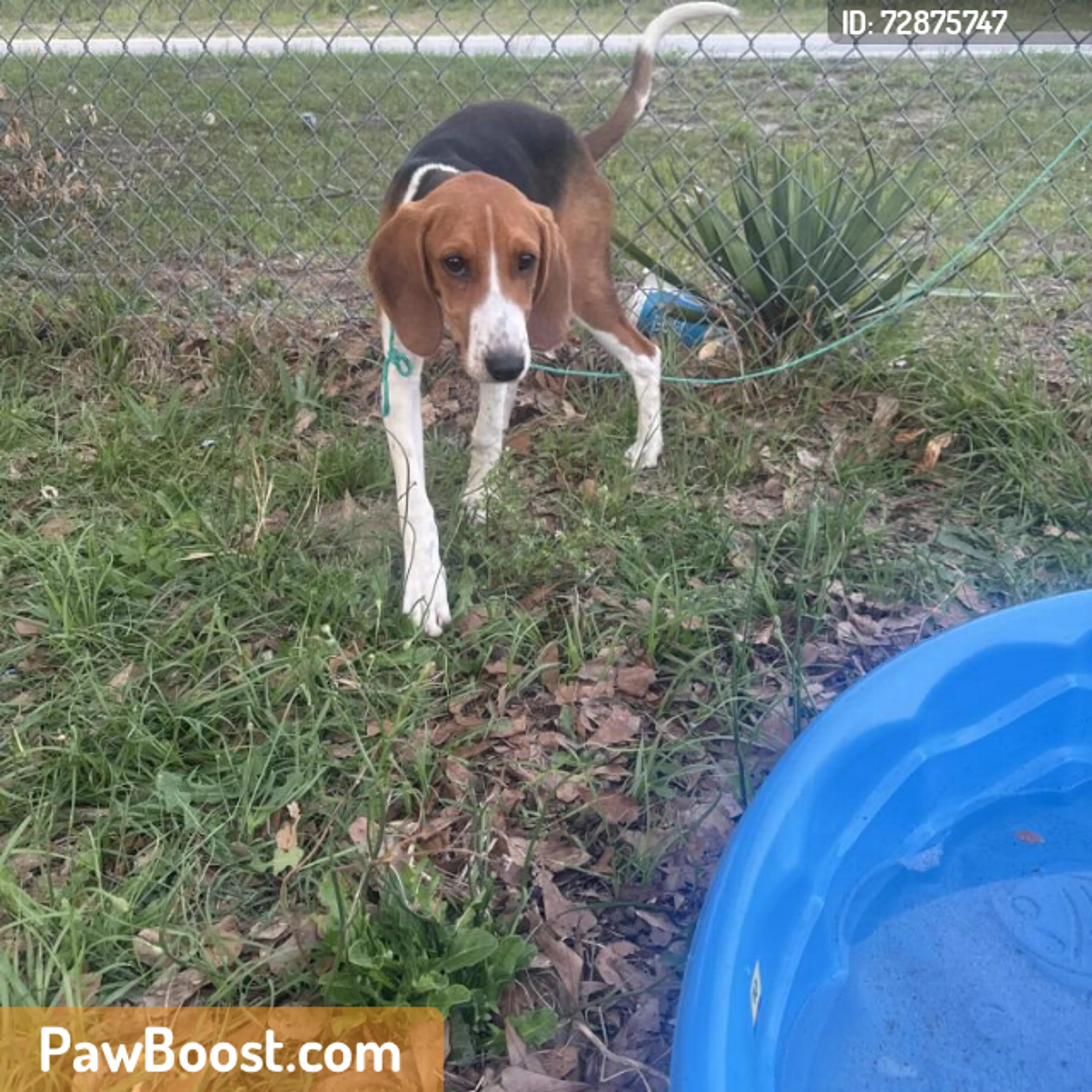 Found pet