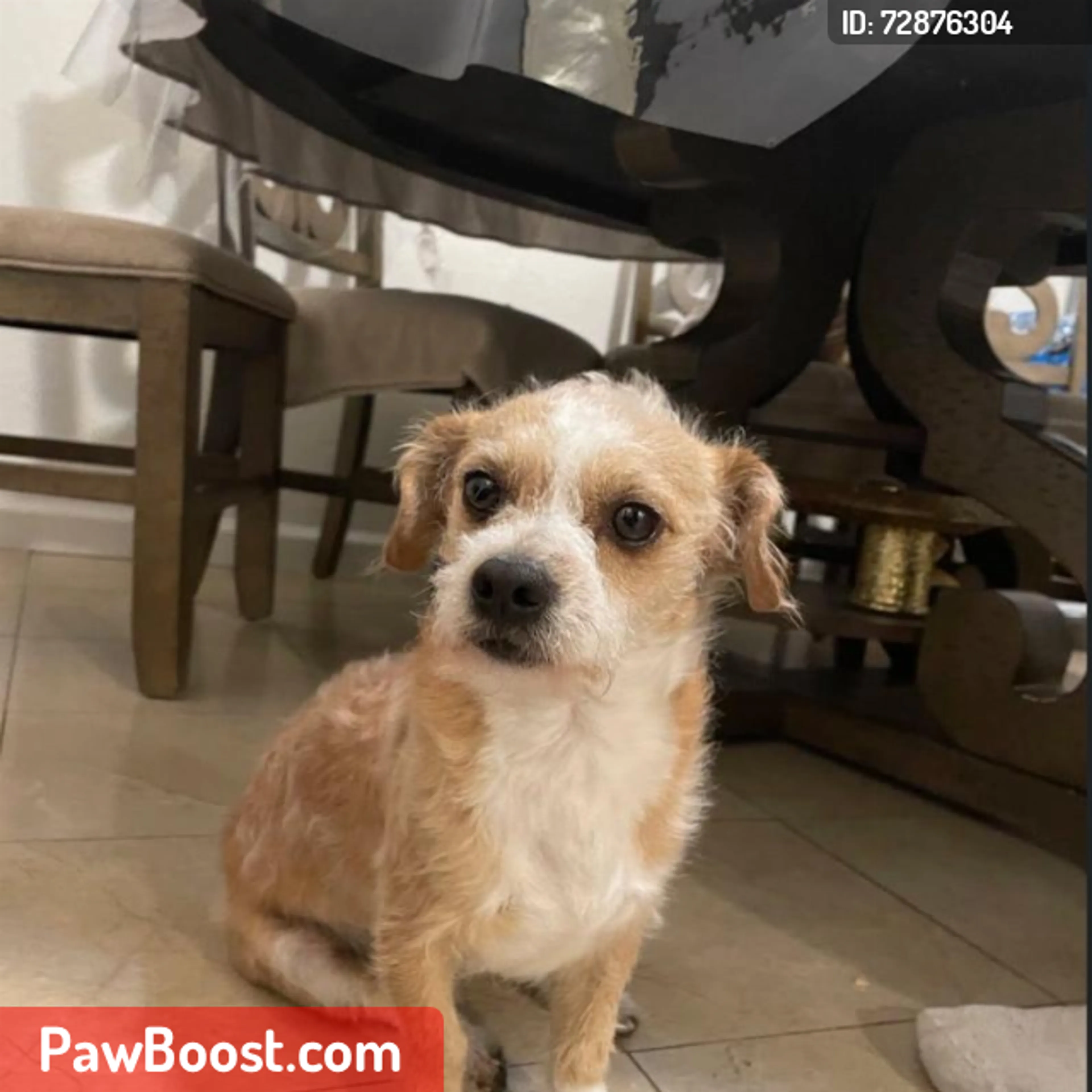 Lost pet
