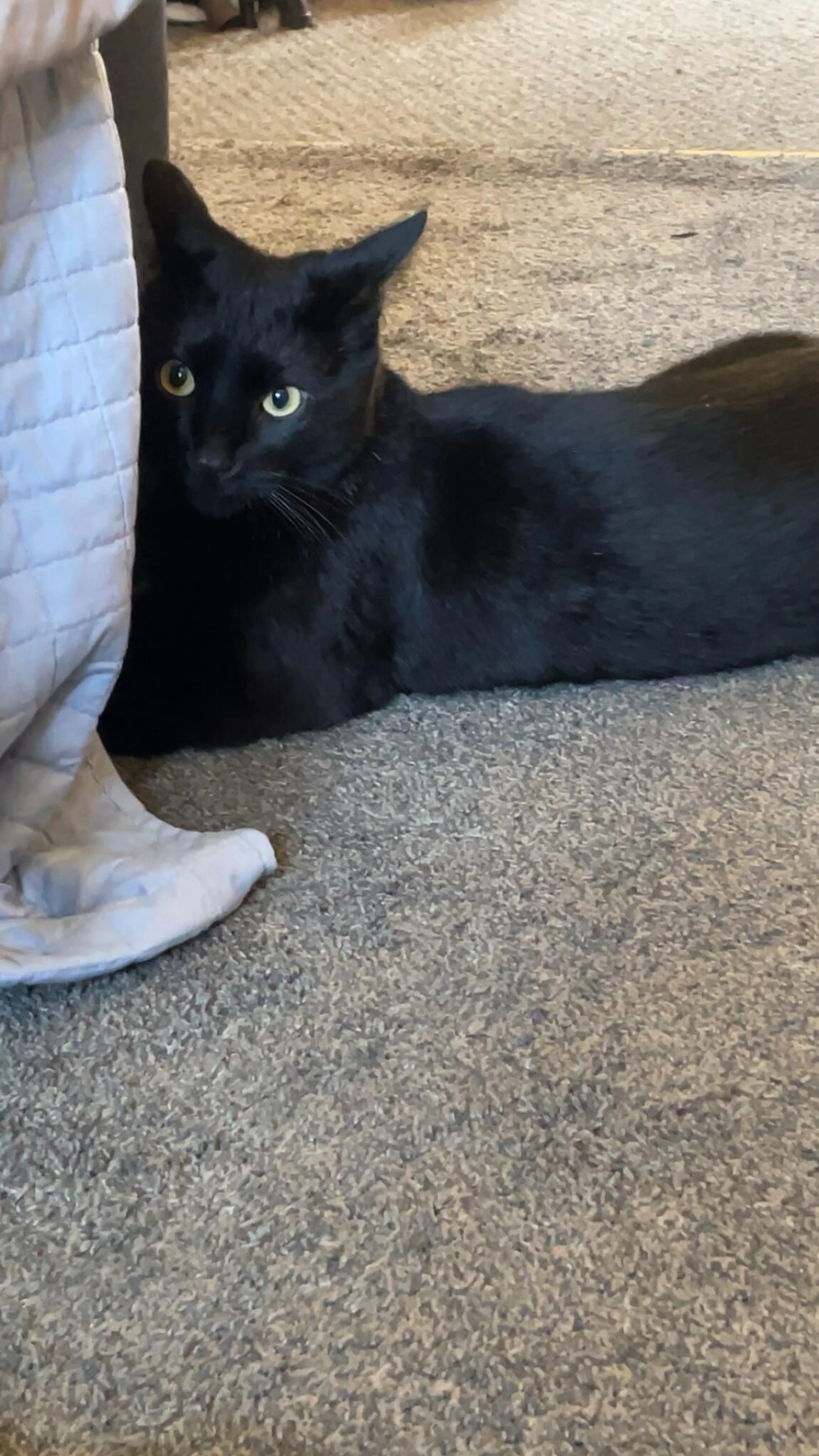 Lost pet