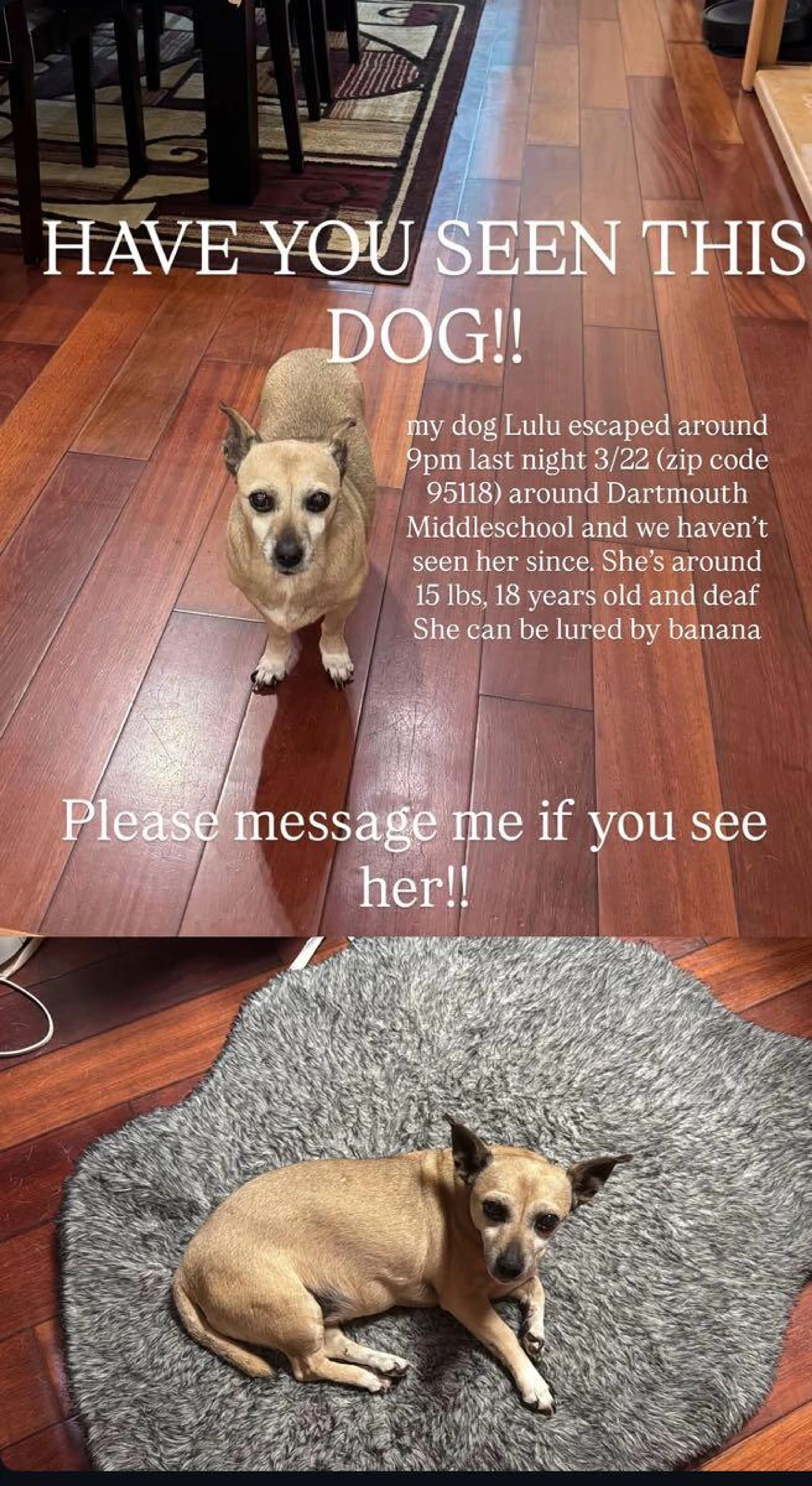 Lost pet