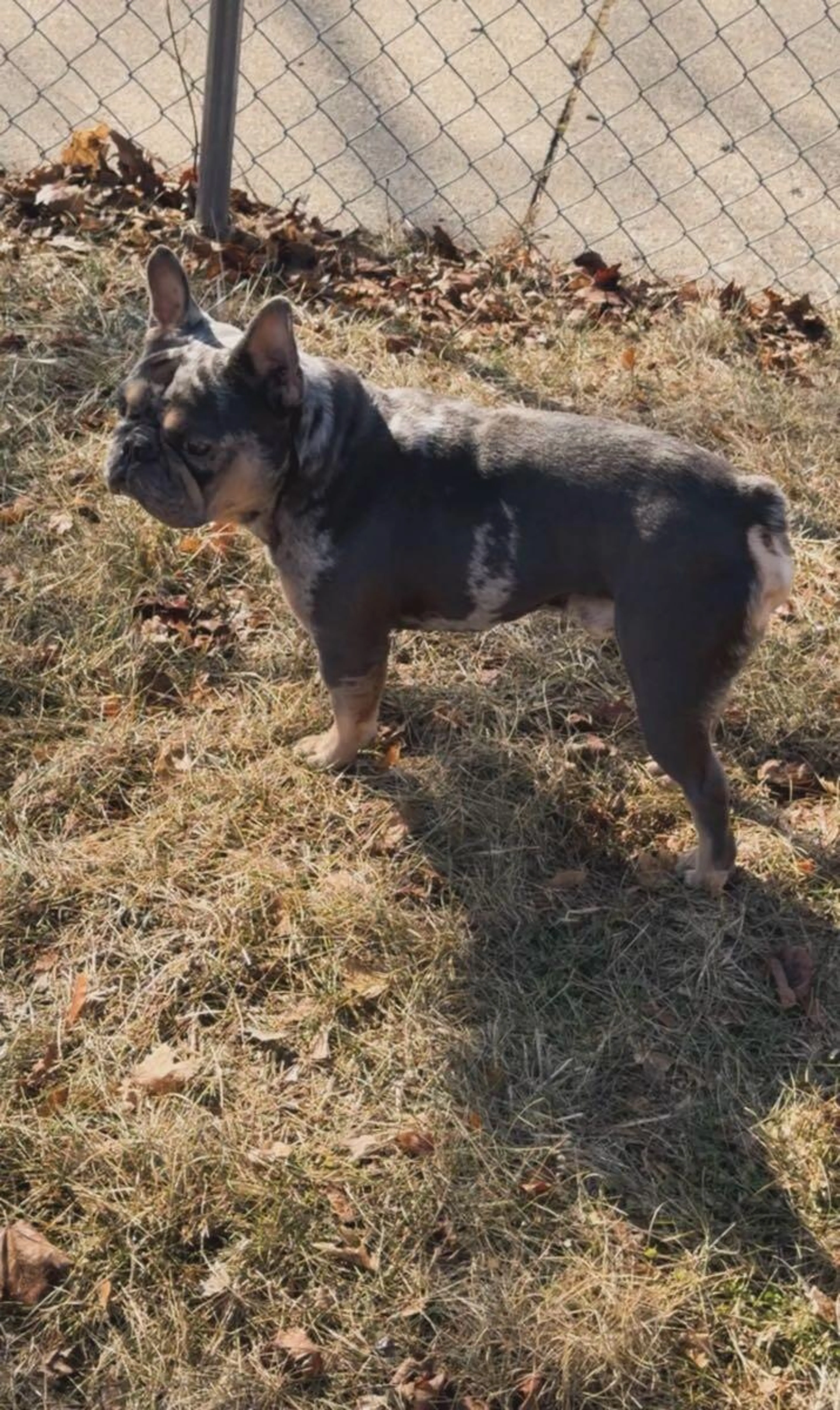 Lost pet