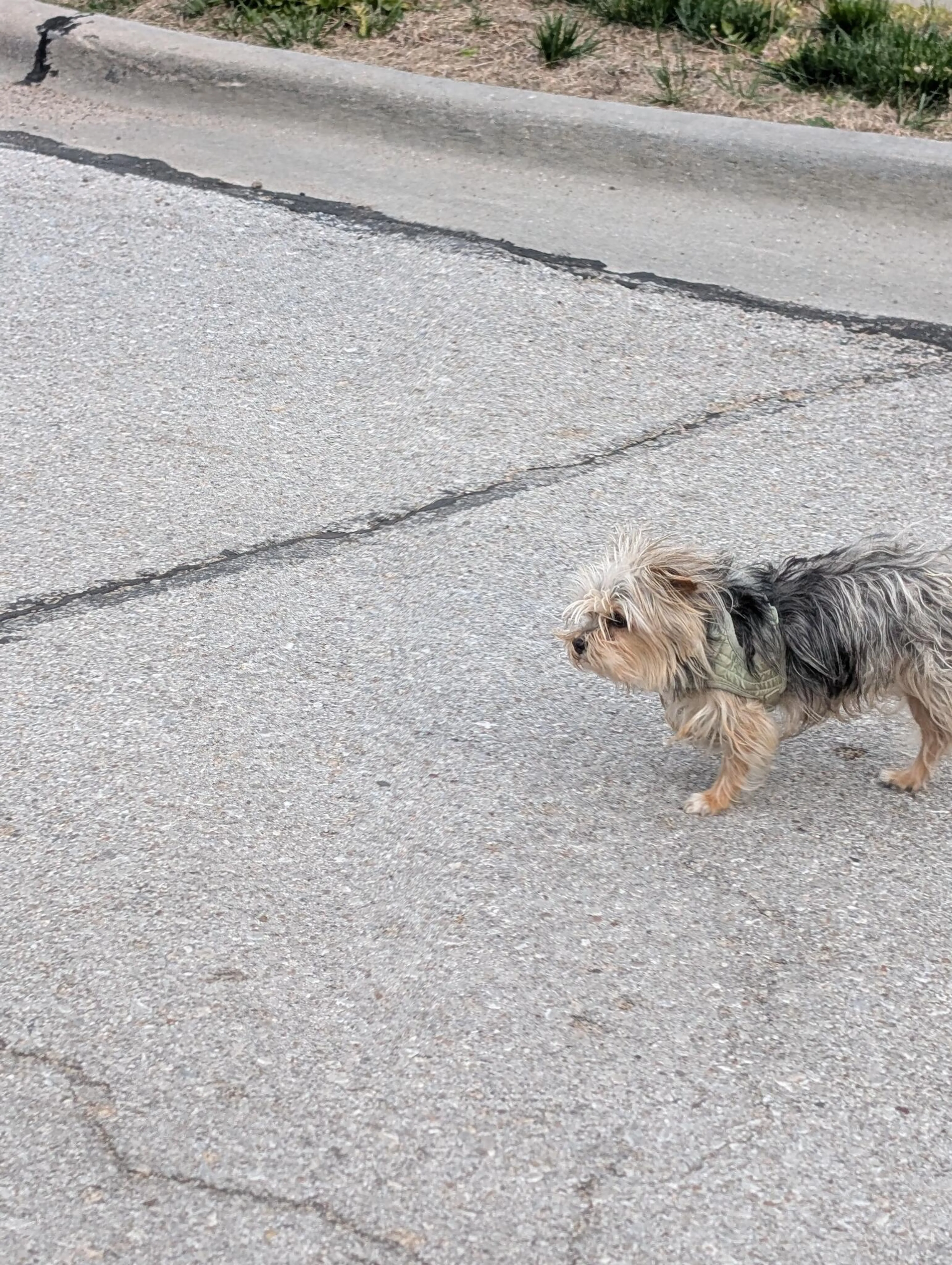 Found pet