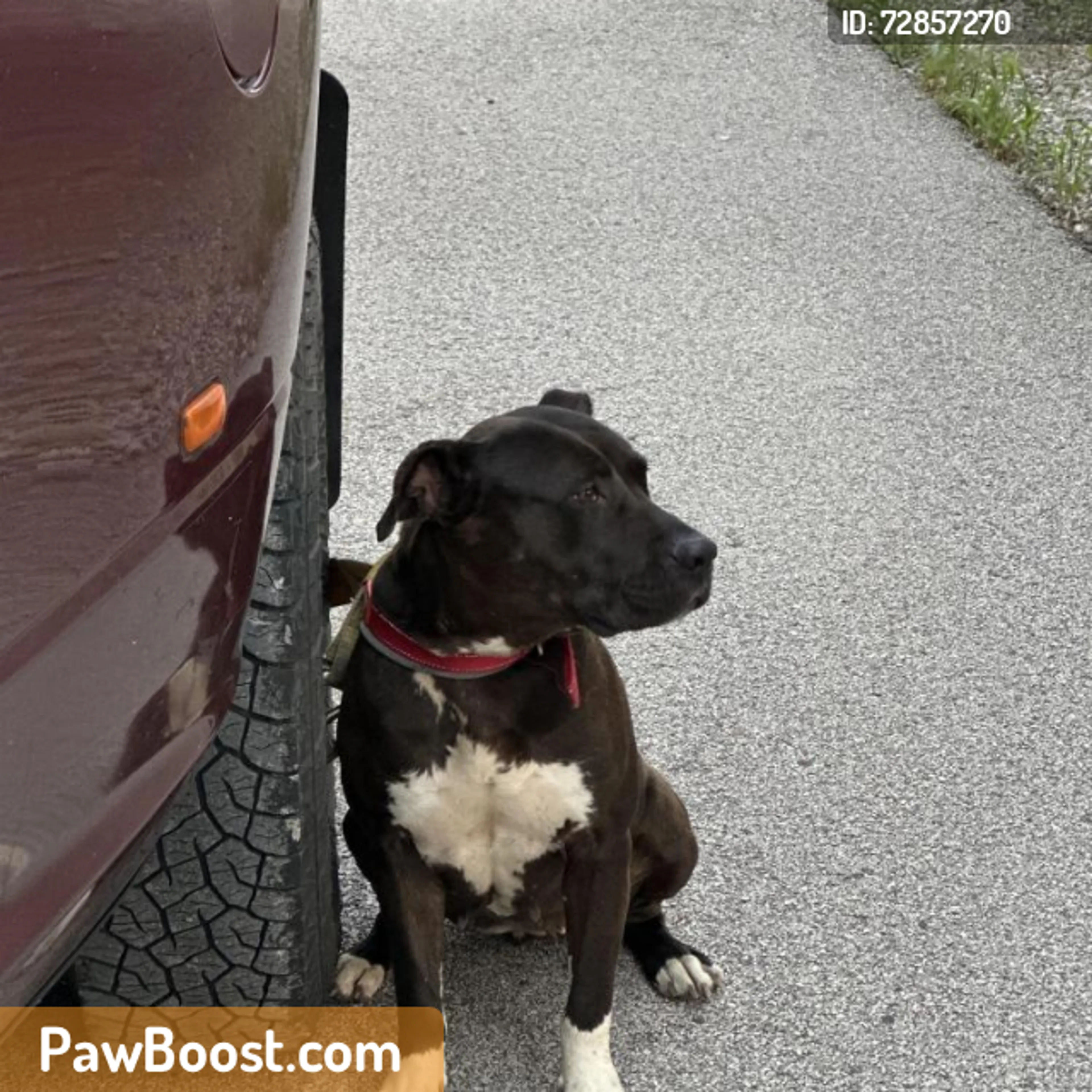 Found pet