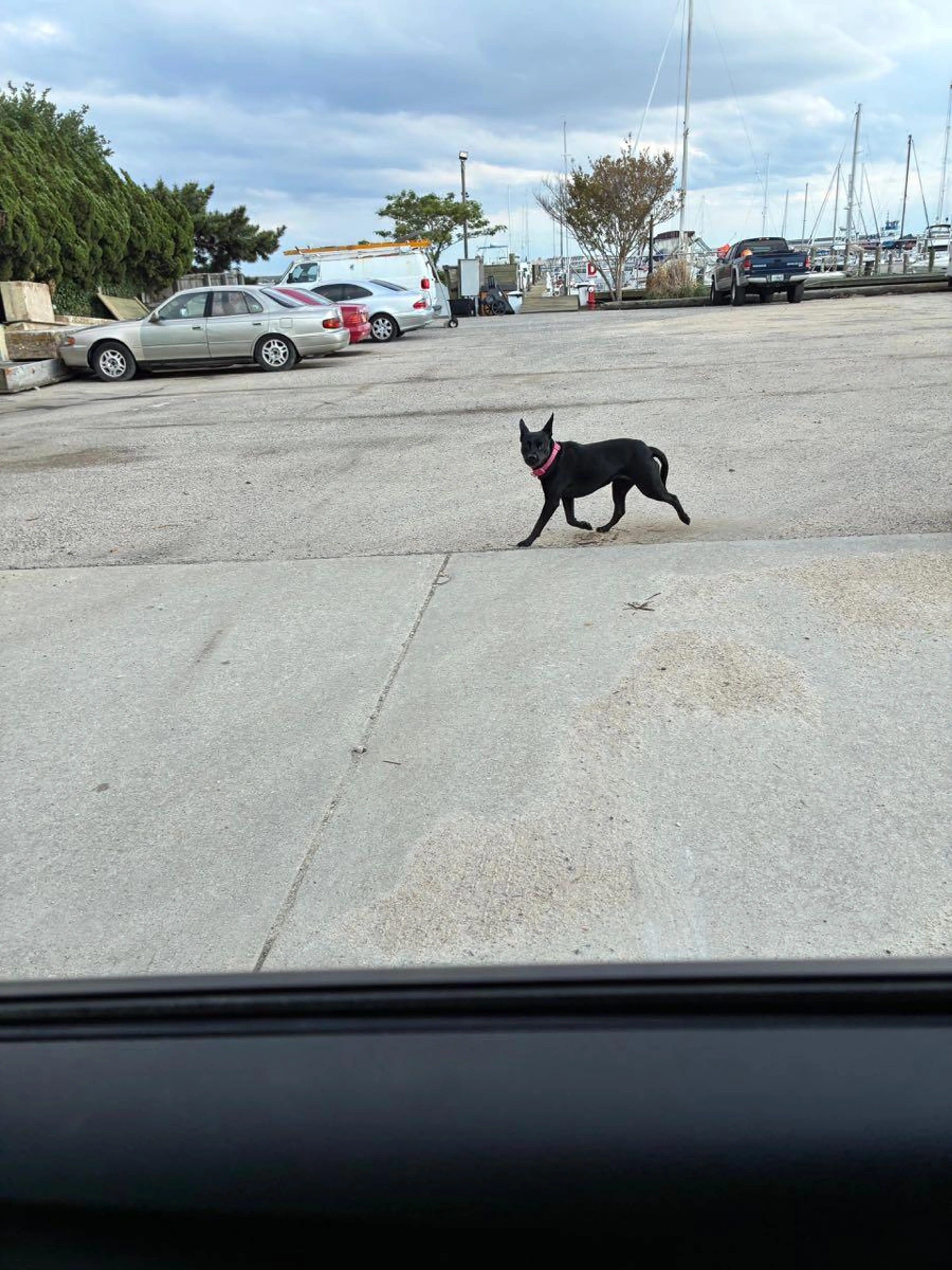Found pet