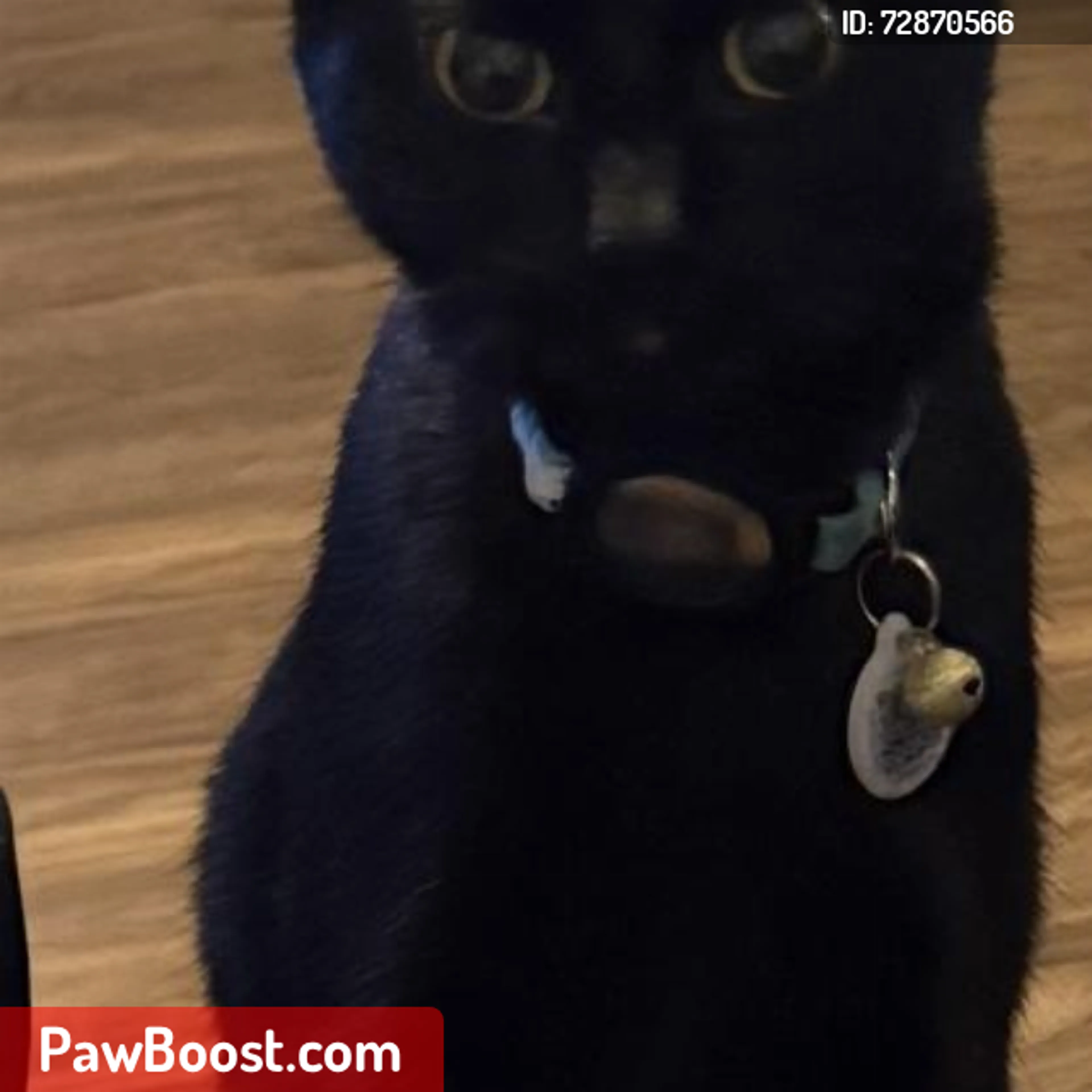 Lost pet