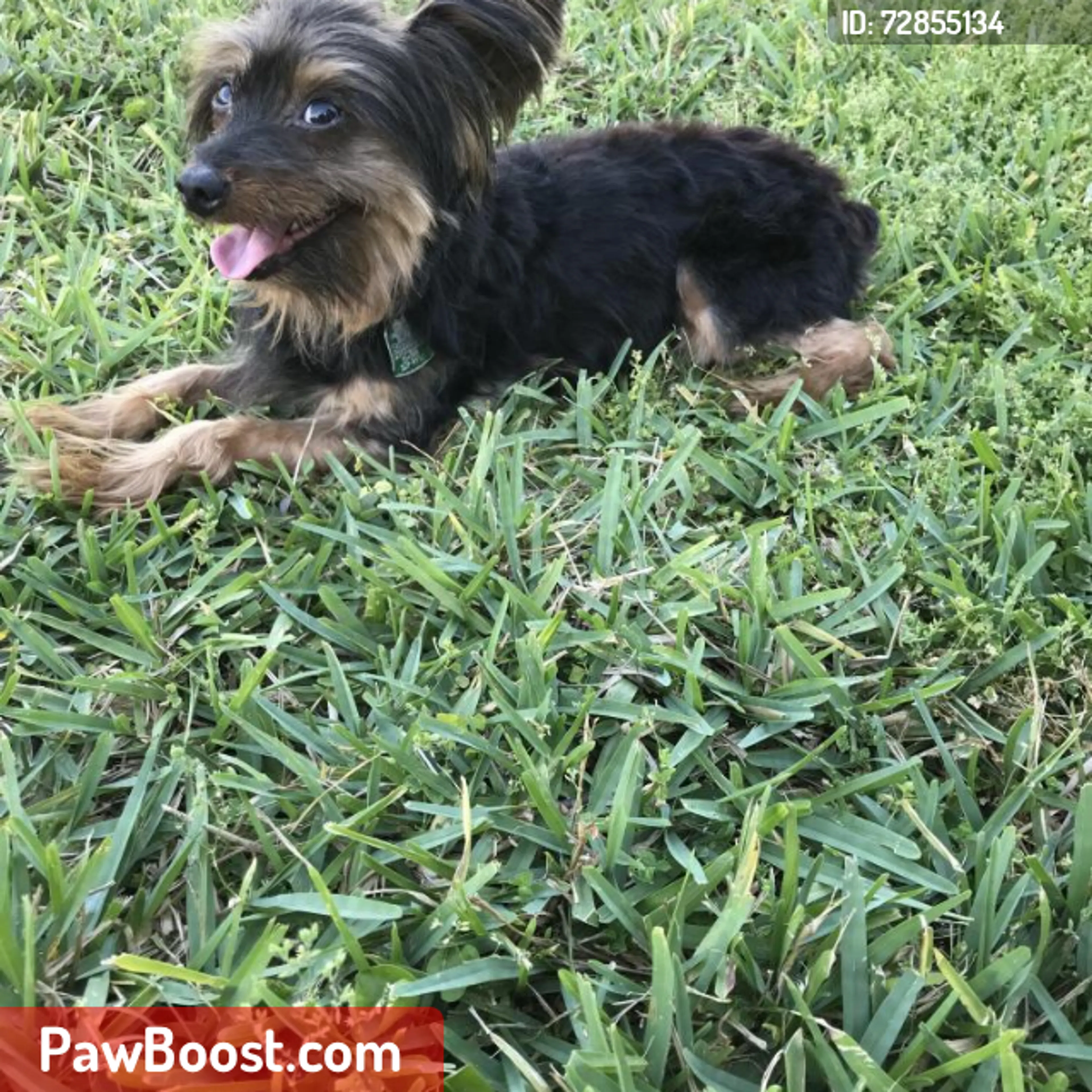 Lost pet