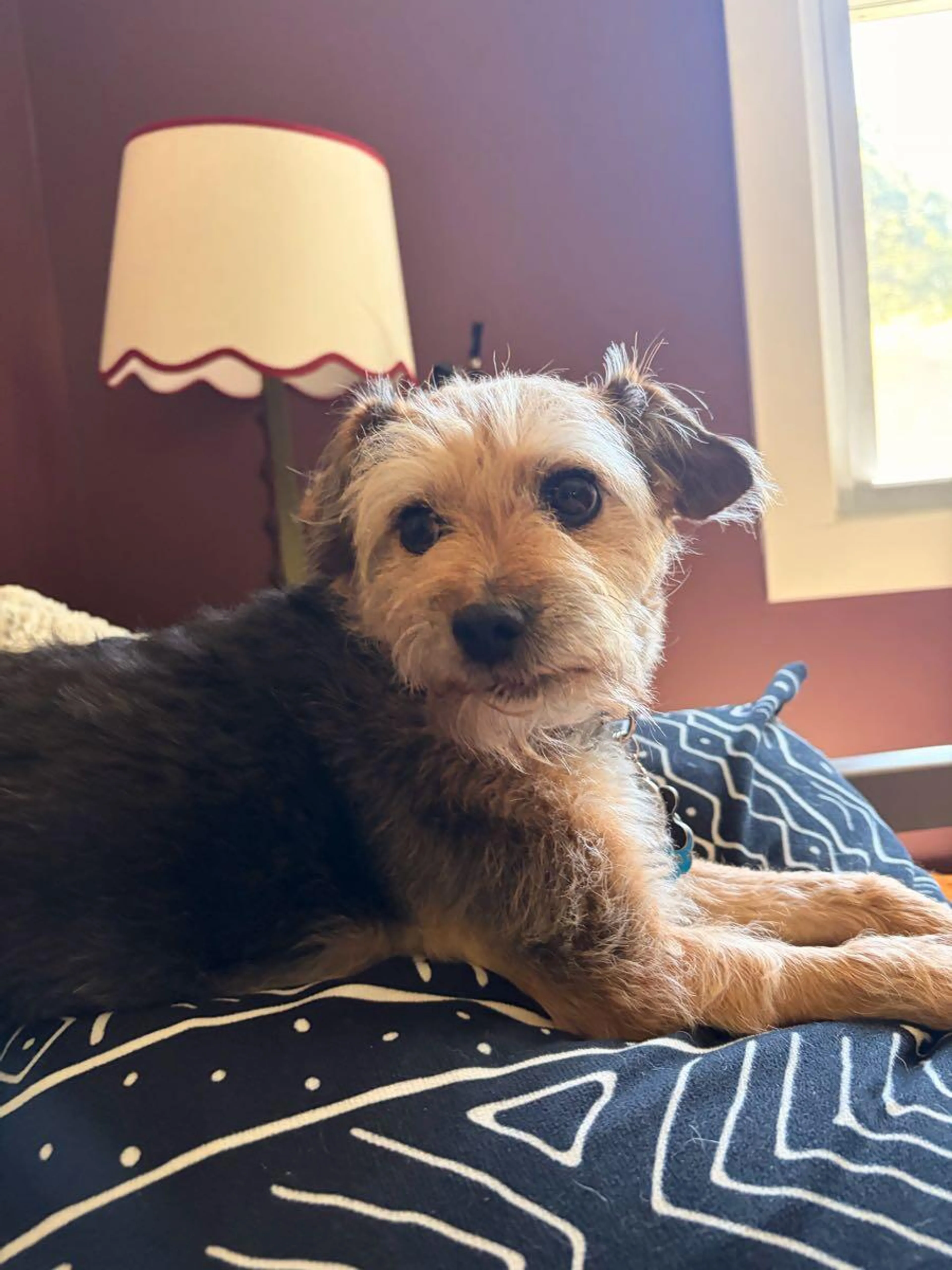 Lost pet