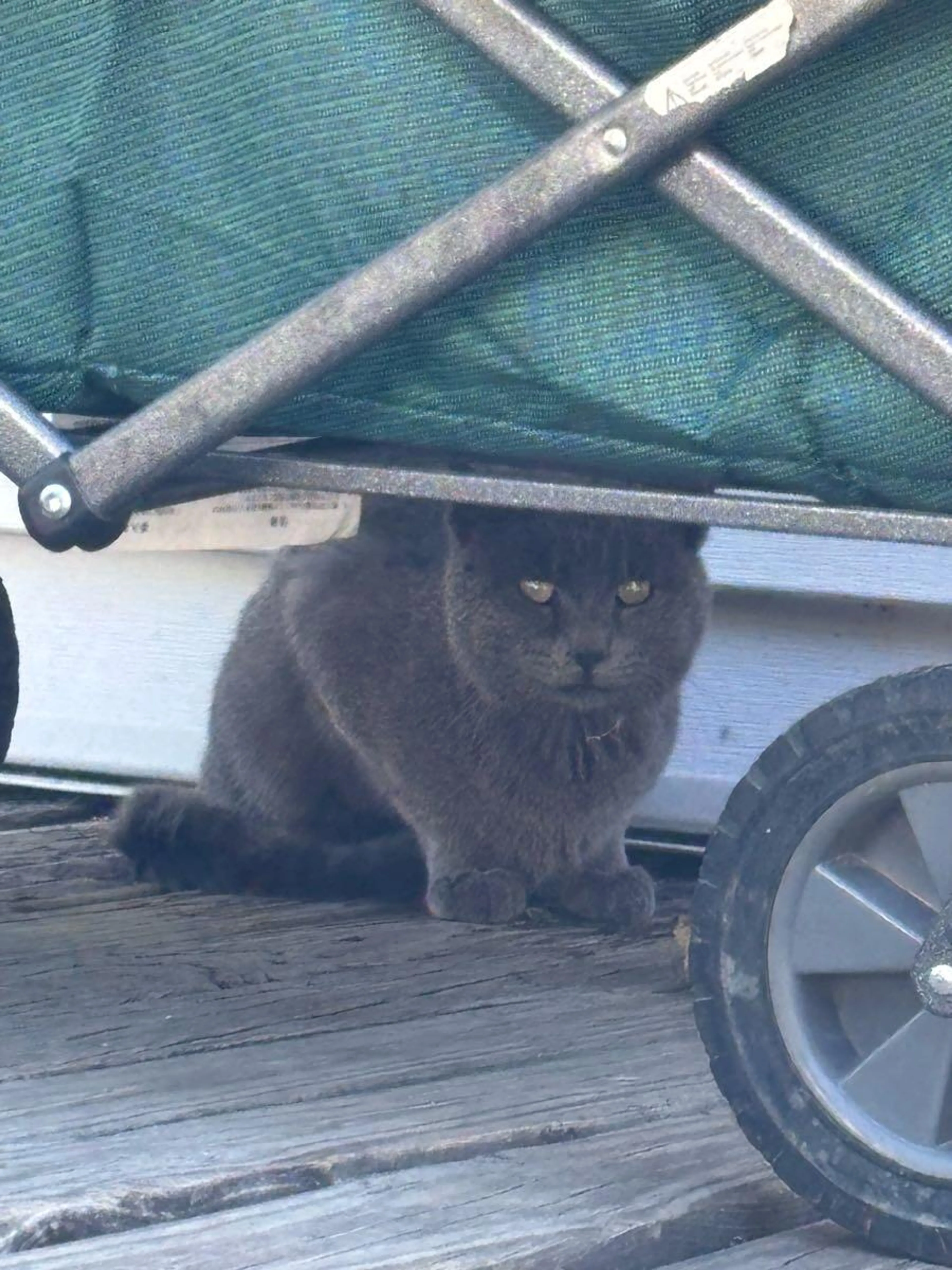 Found pet