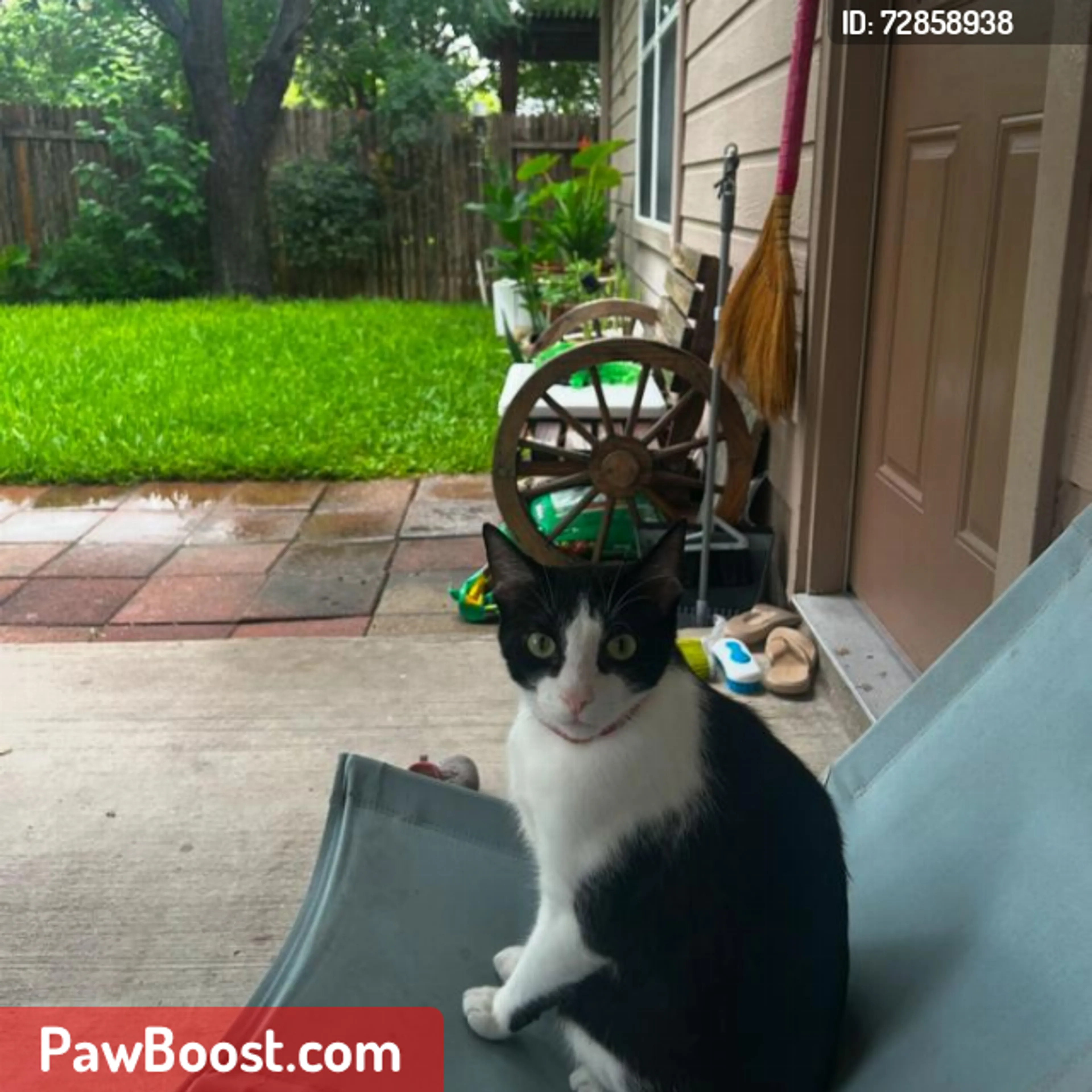 Lost pet