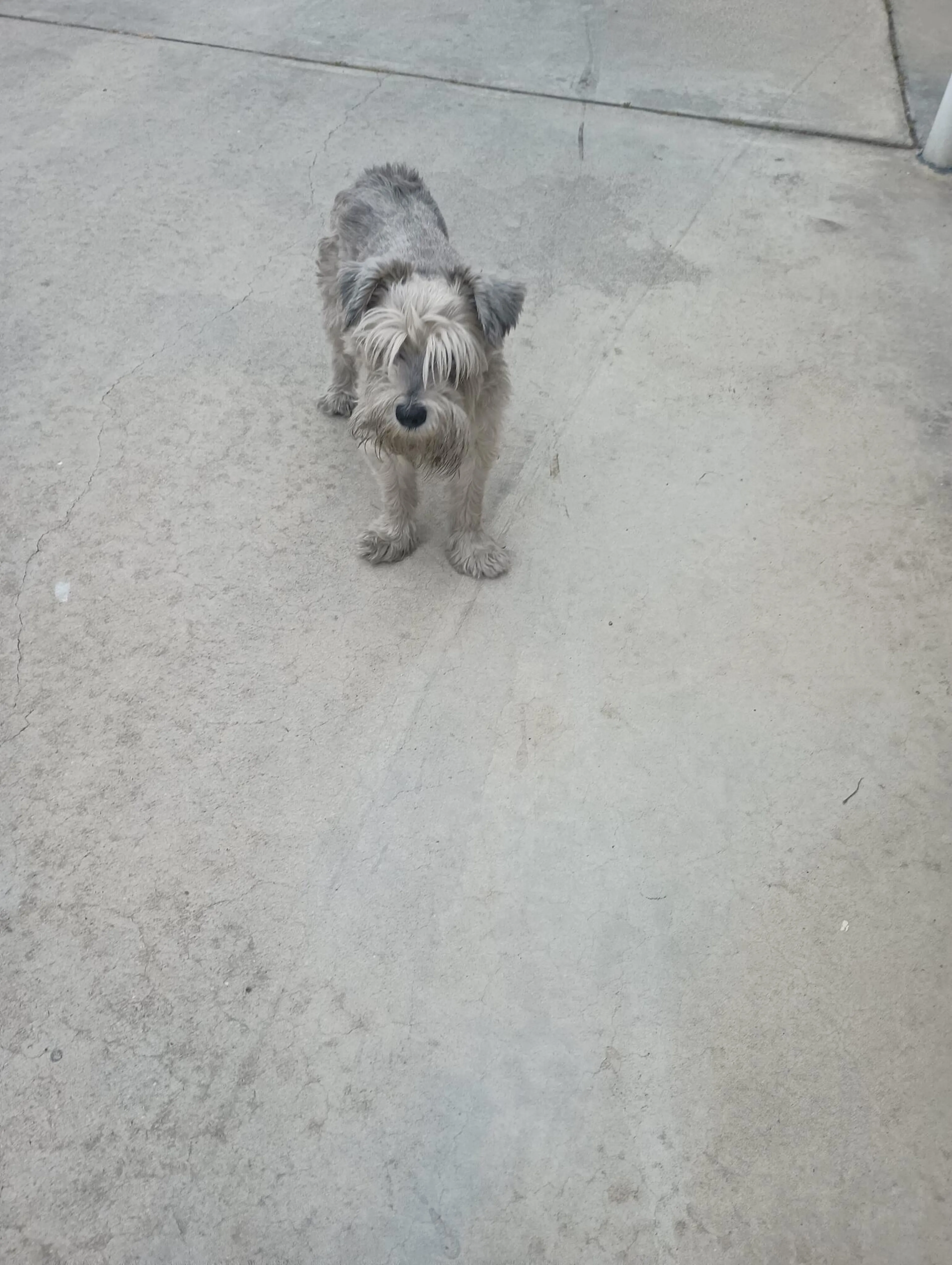 Lost pet