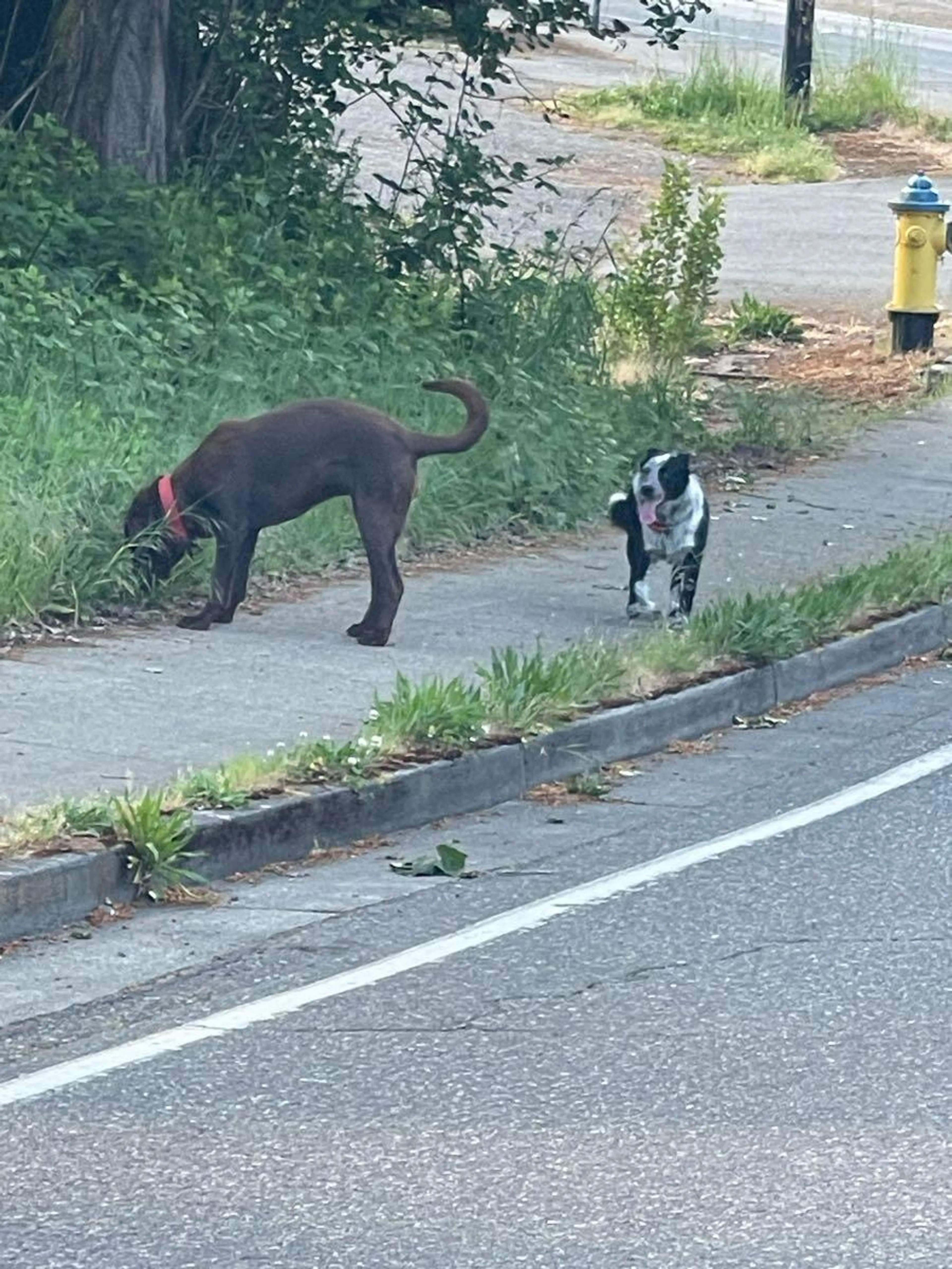 Found pet