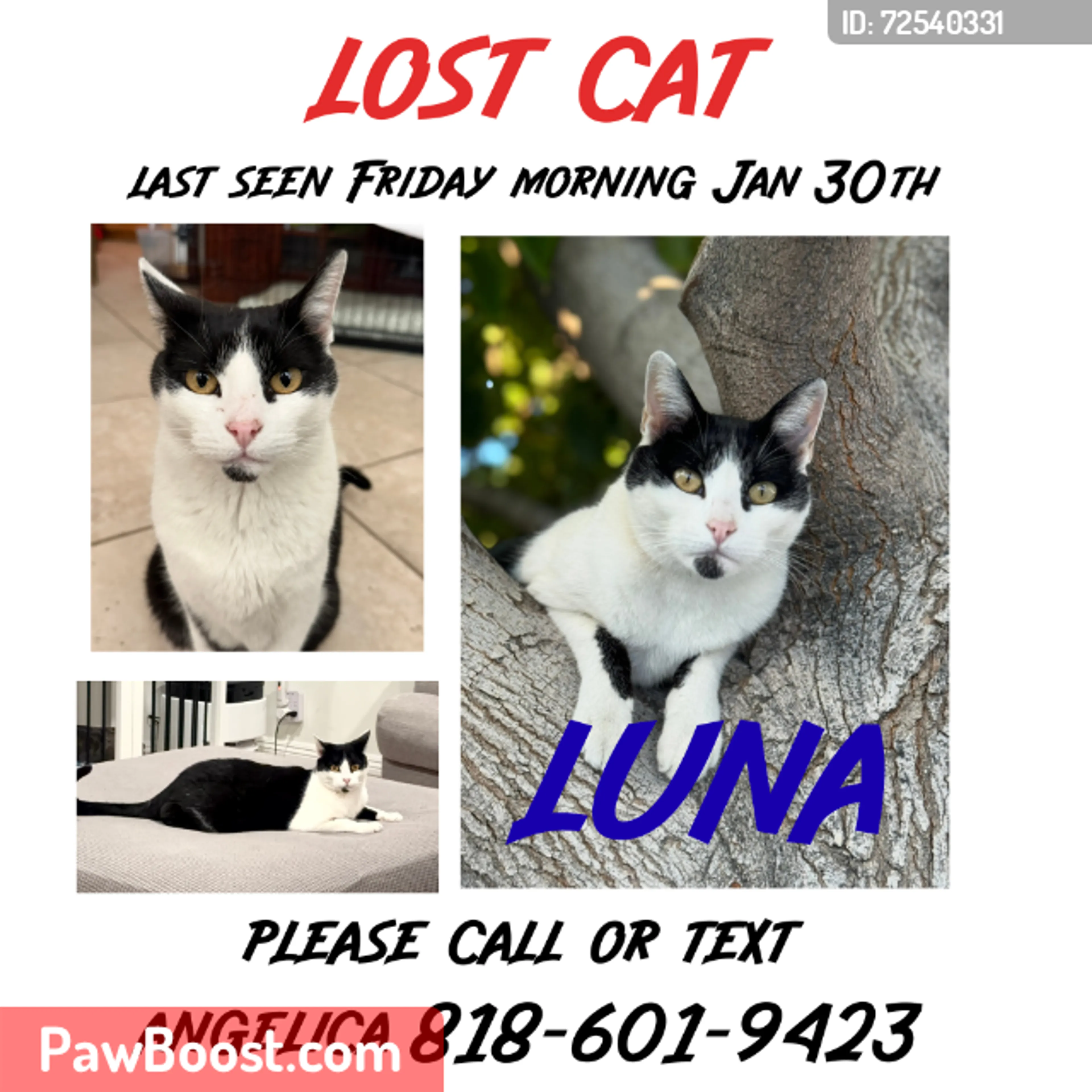 Lost pet