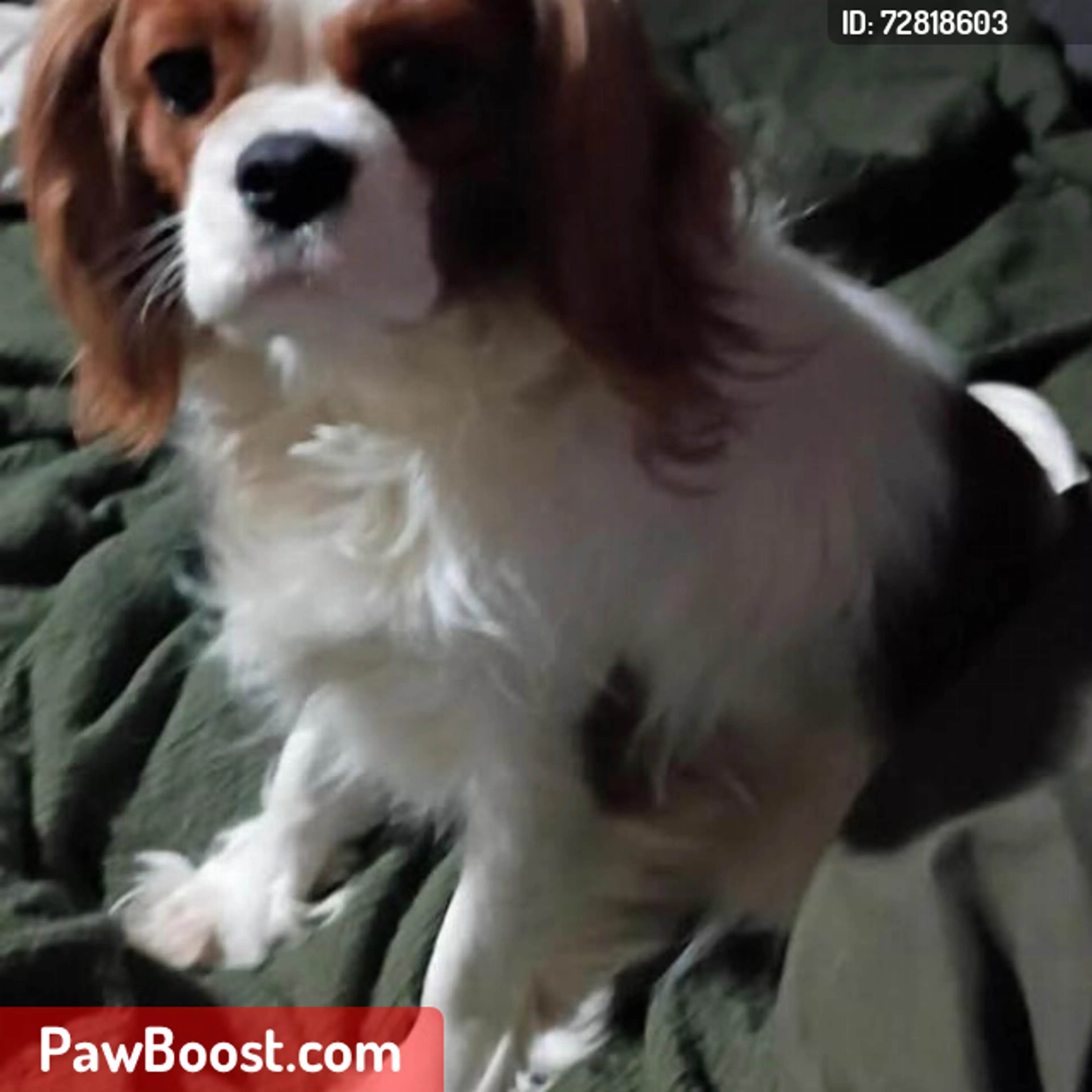 Lost pet