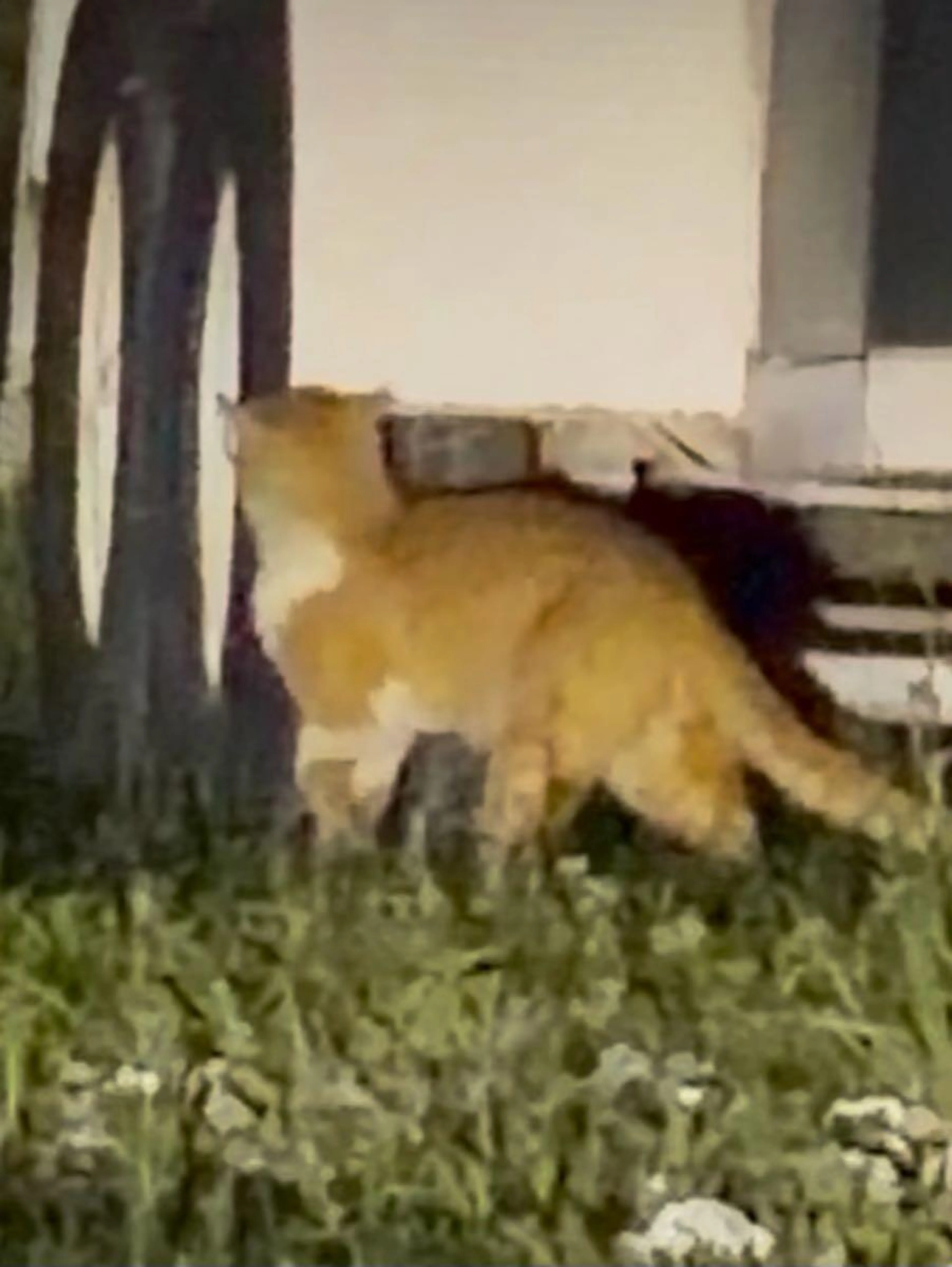Found pet