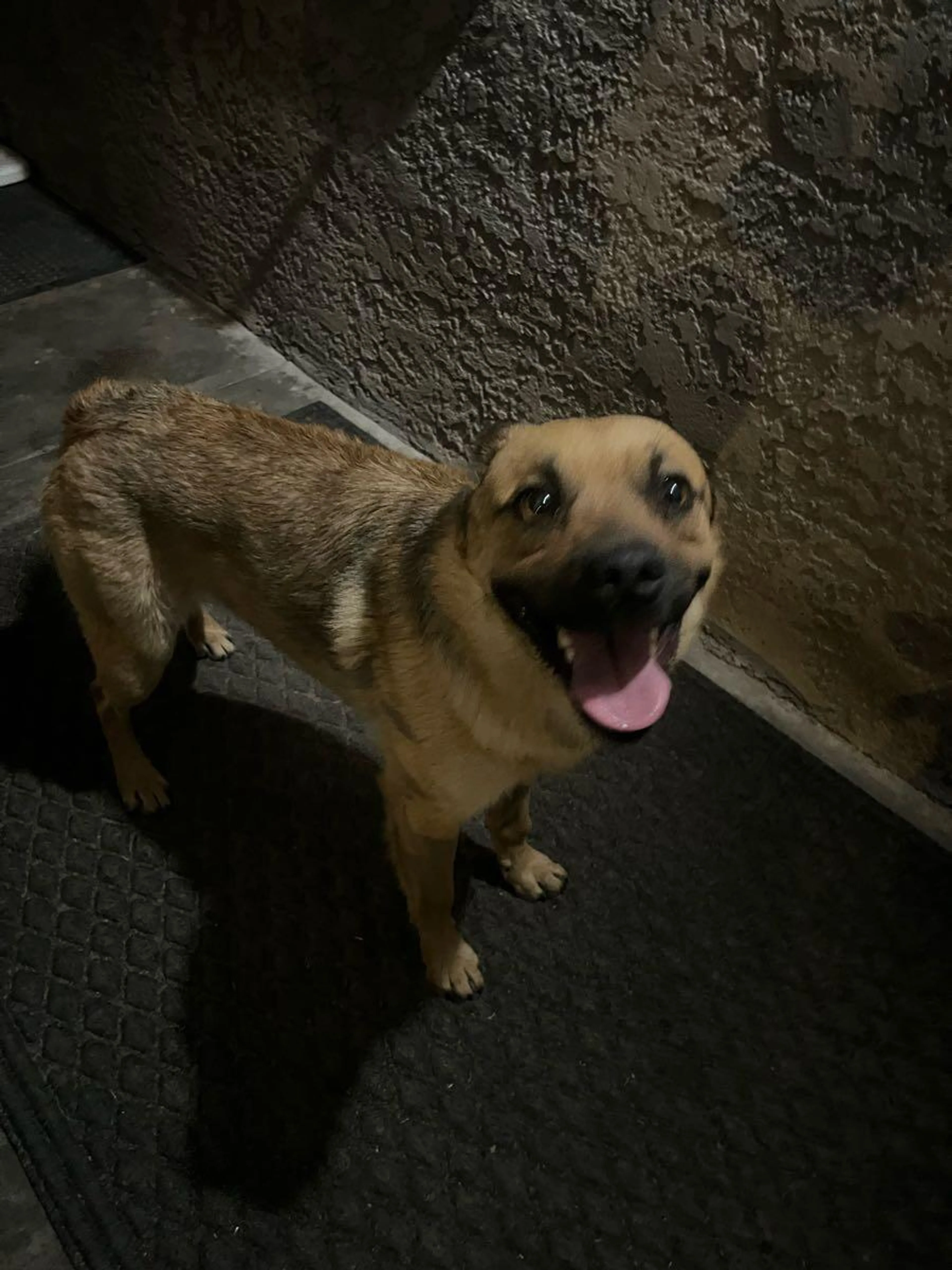 Found pet