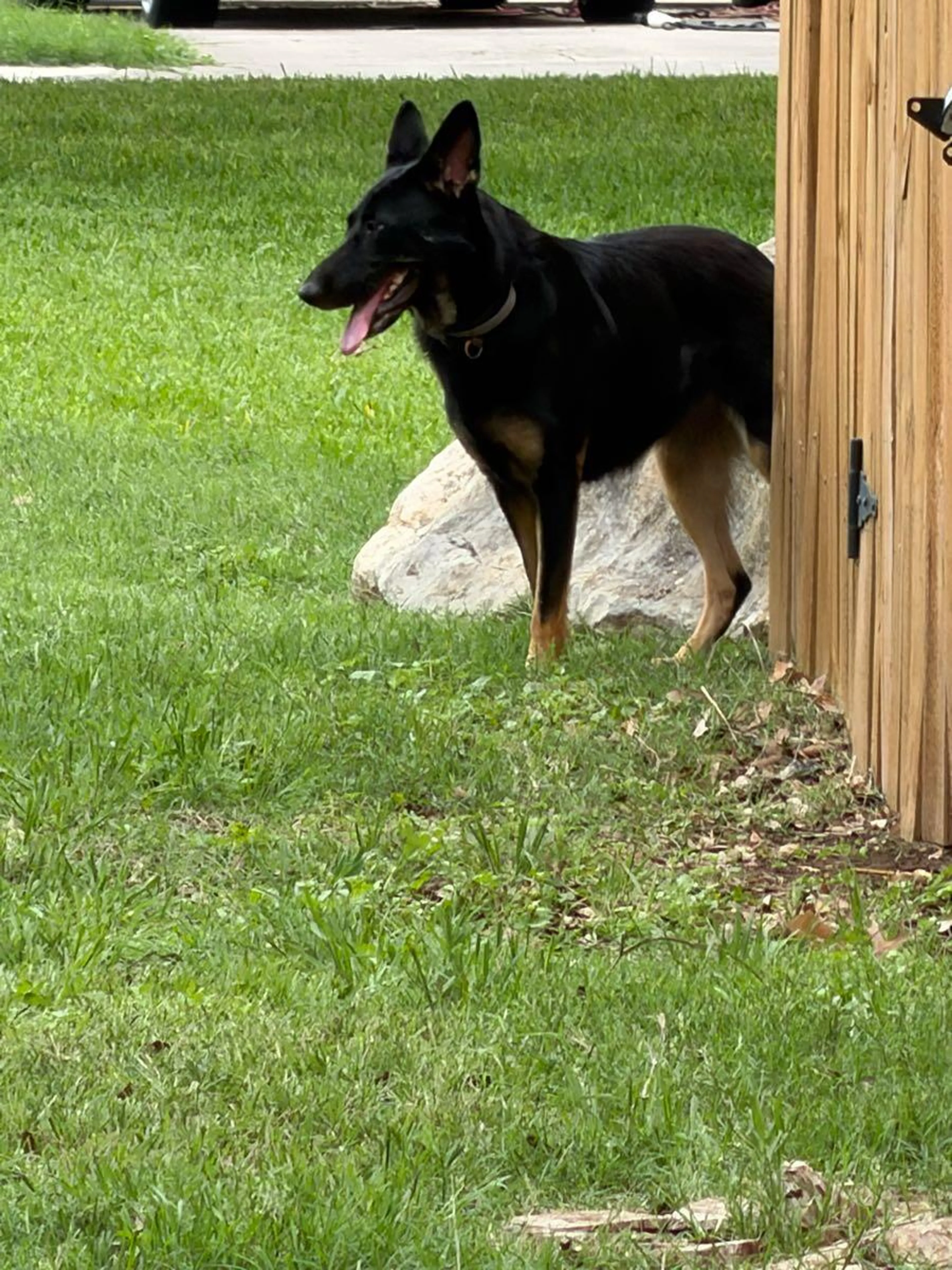Lost pet