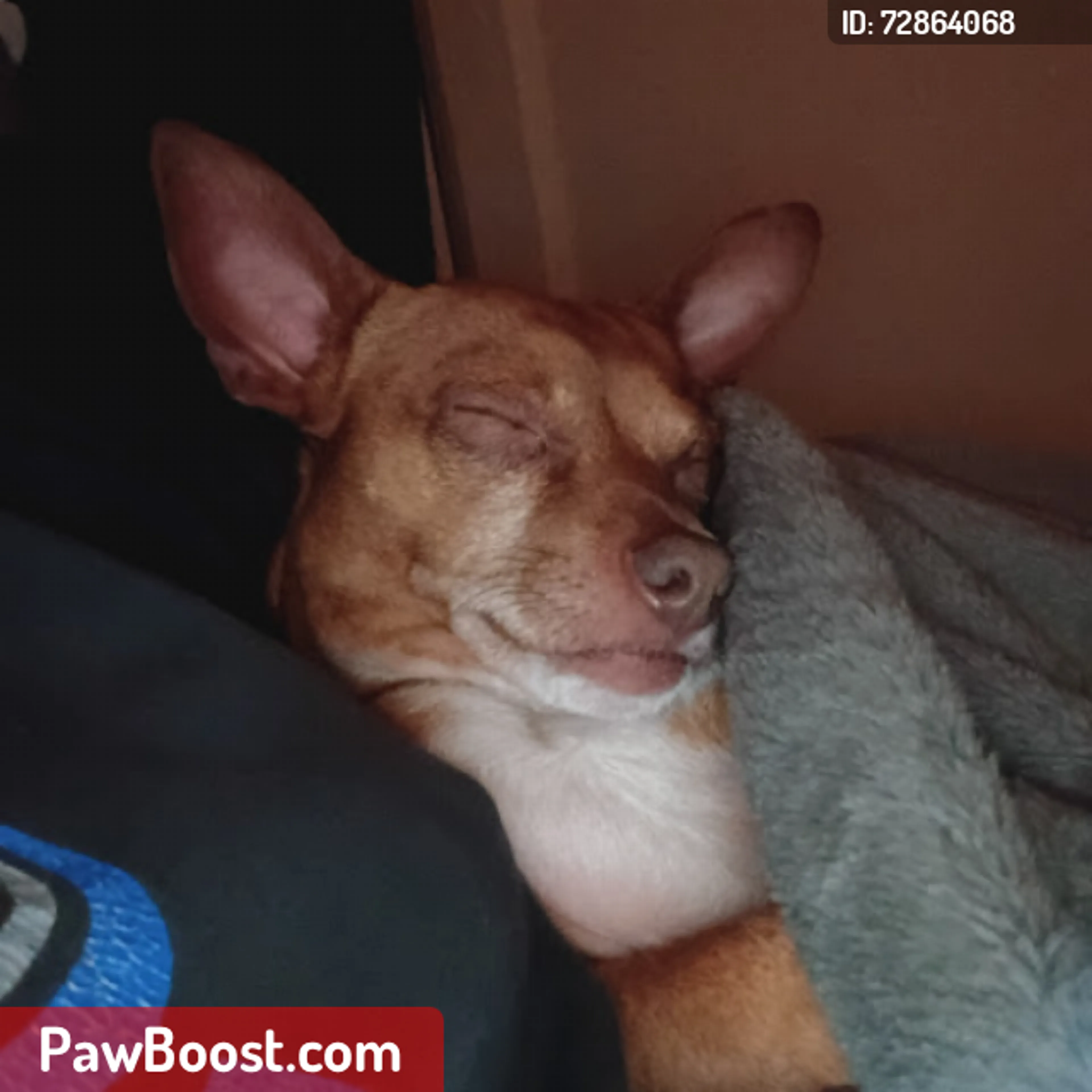 Lost pet