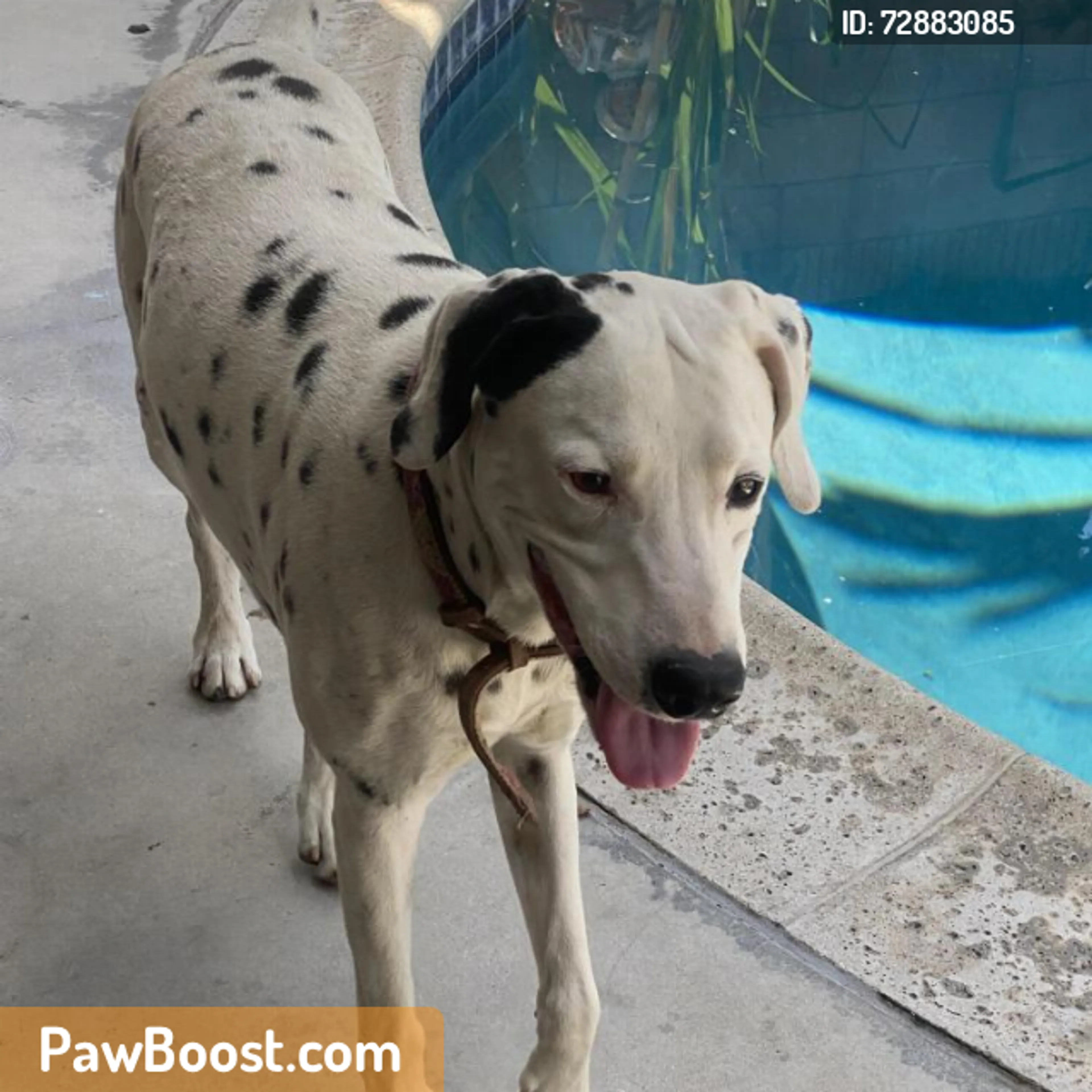 Found pet