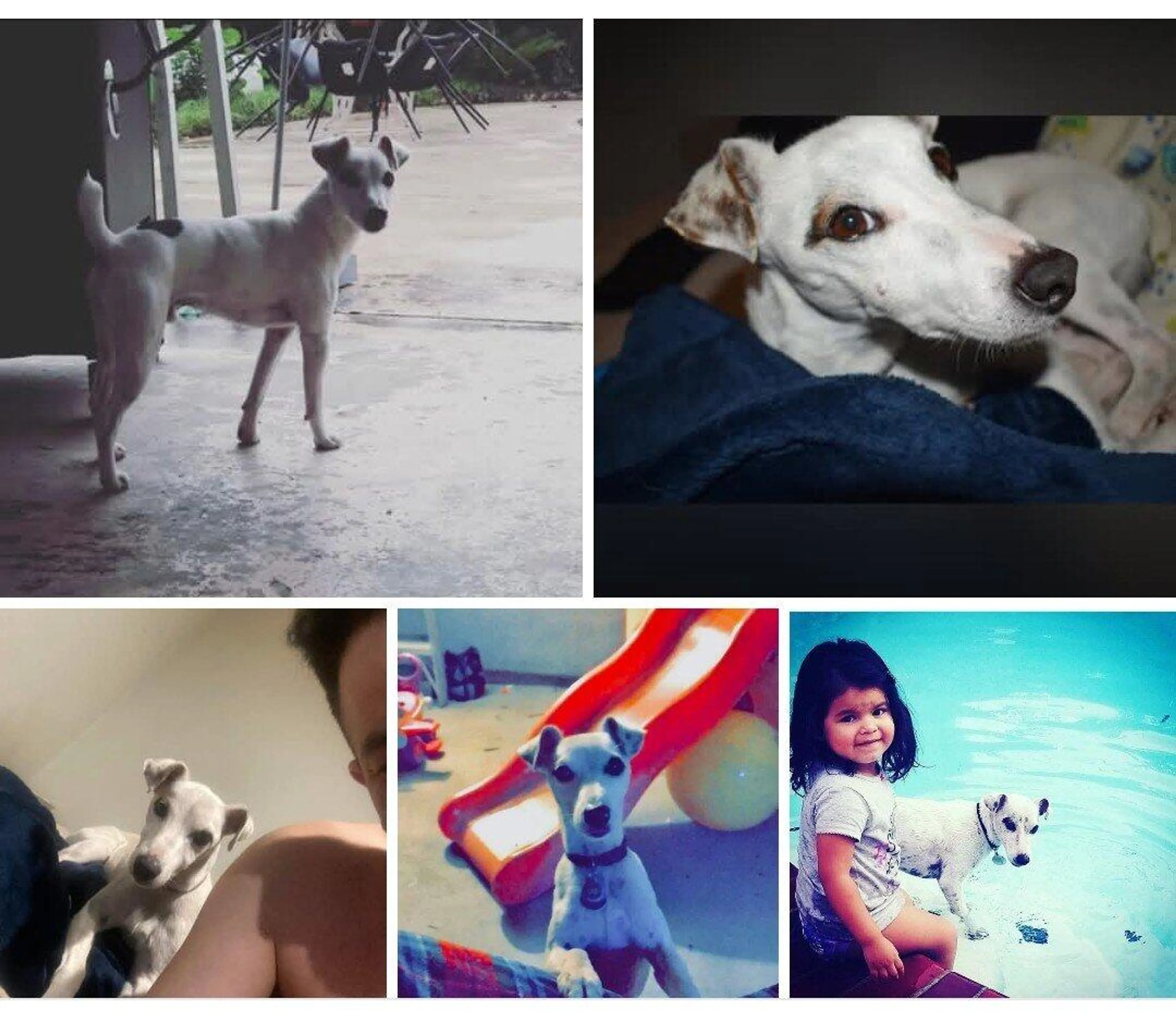 Lost pet