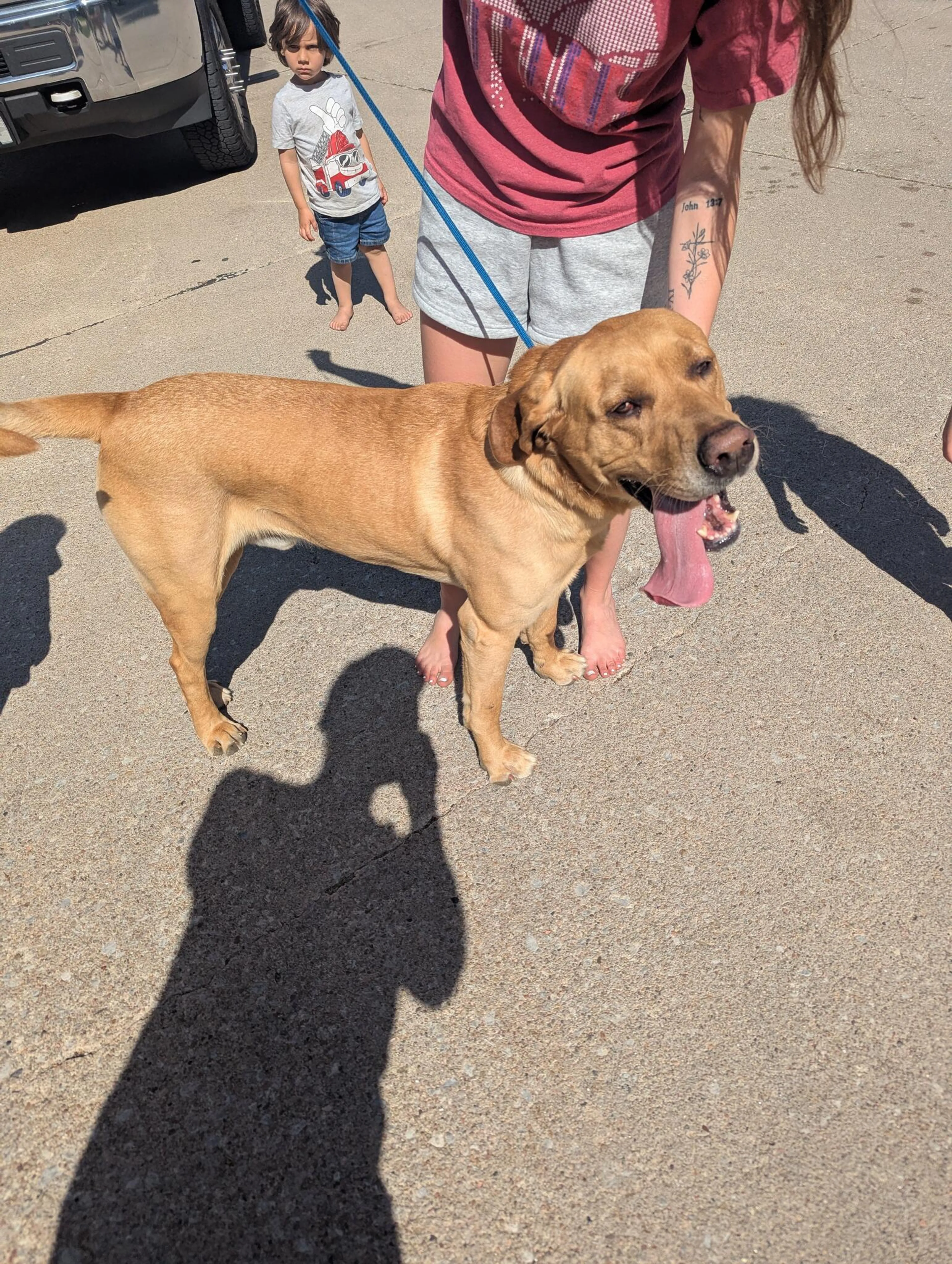 Found pet