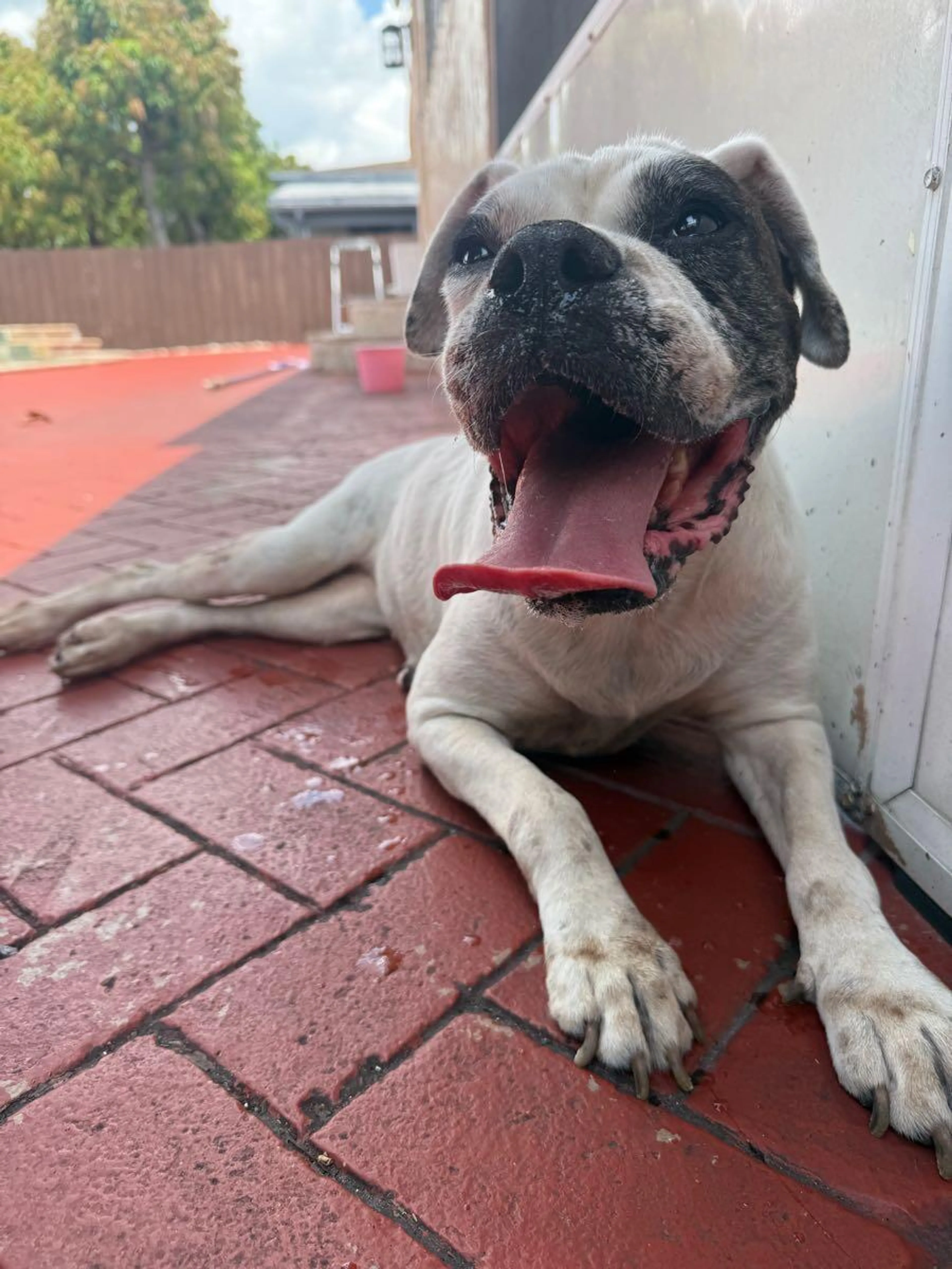 Found pet