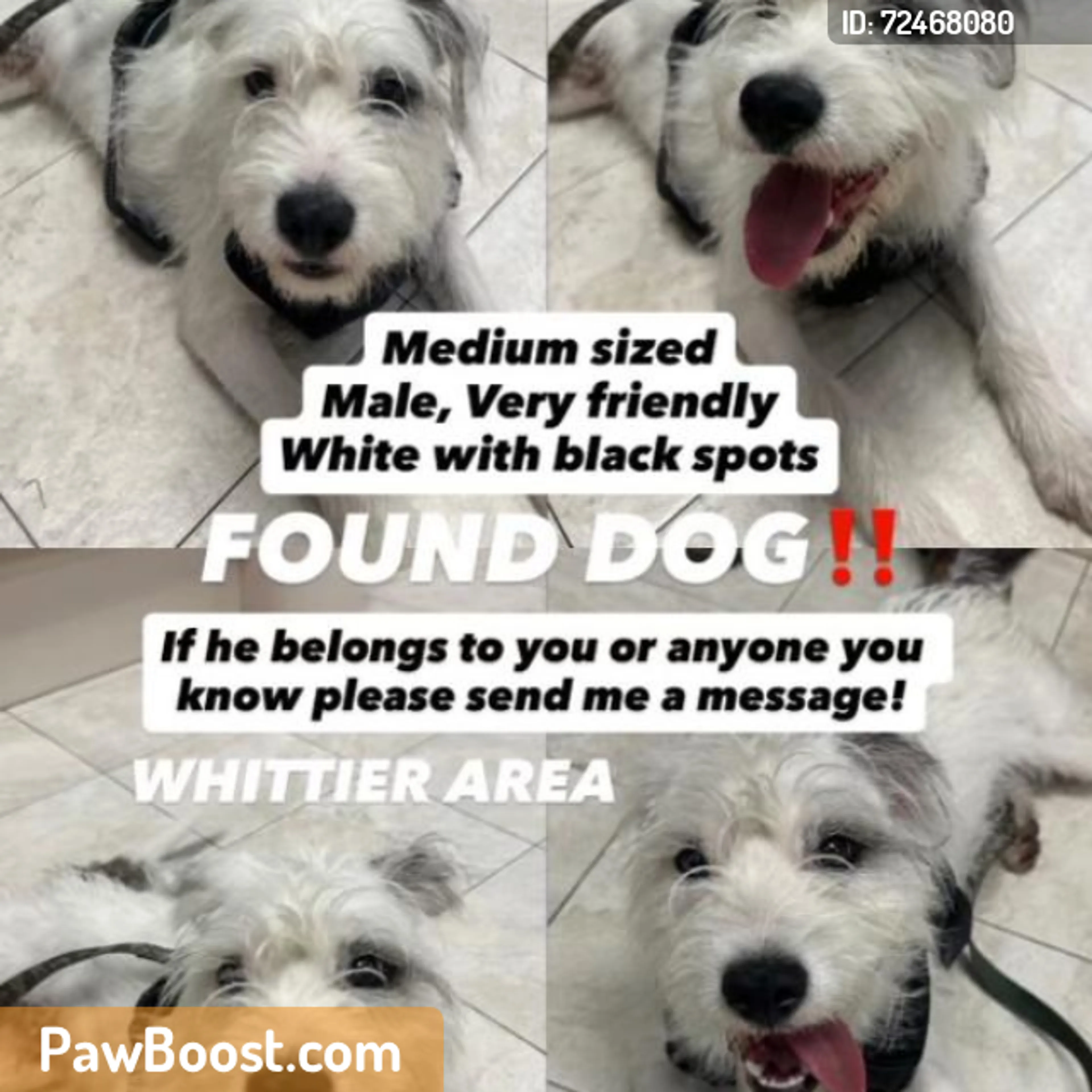 Found pet