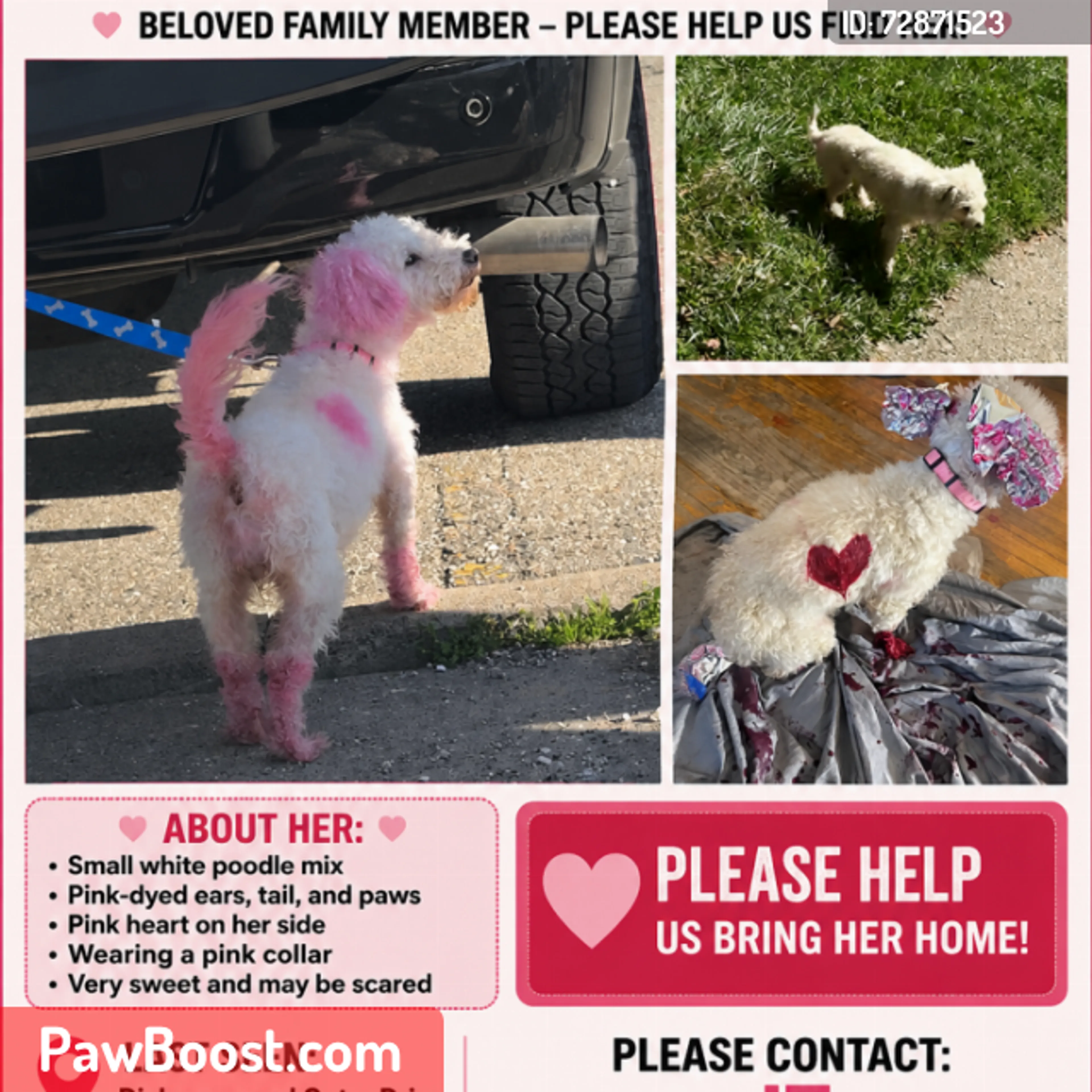 Lost pet