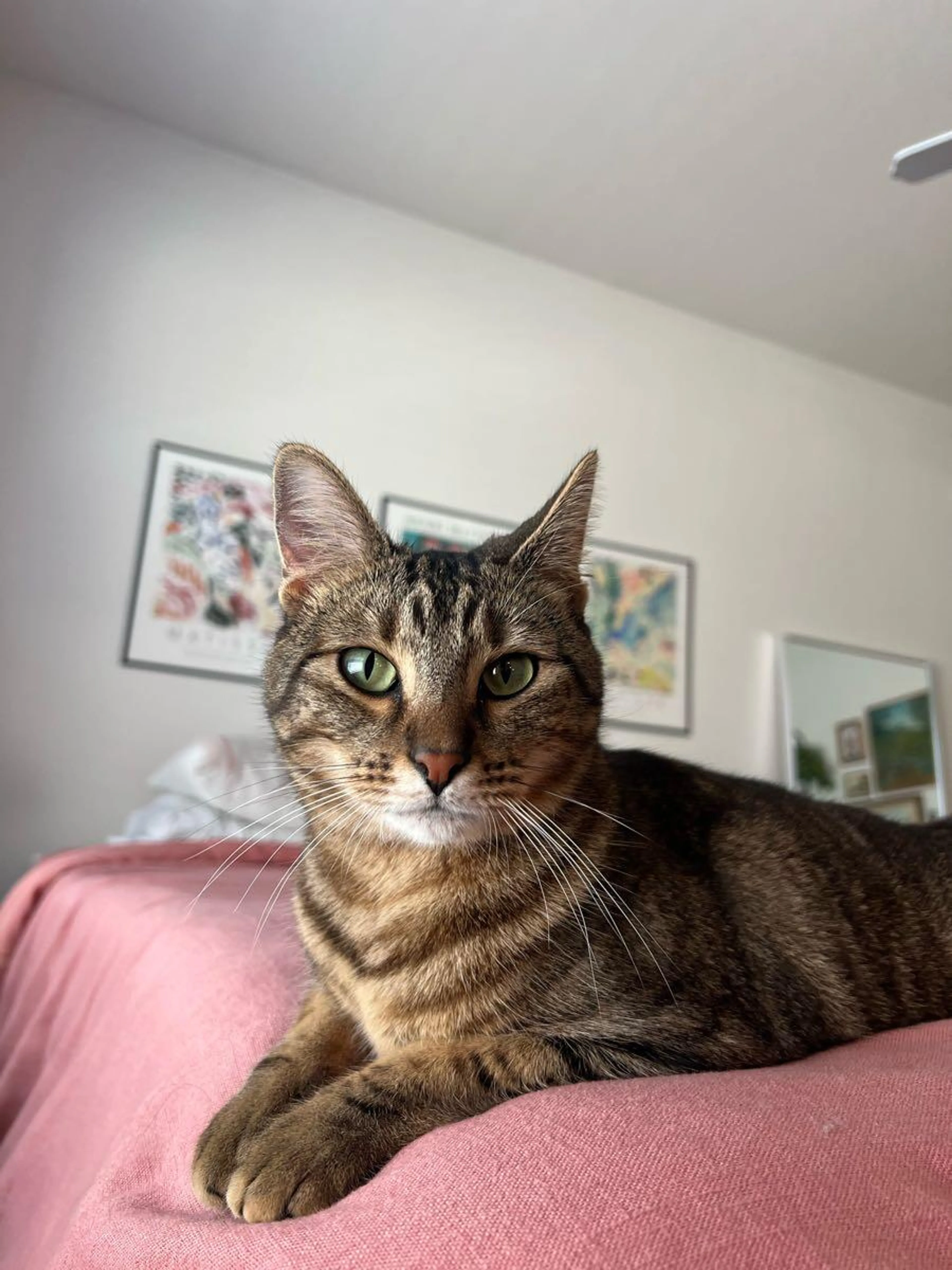 Found pet